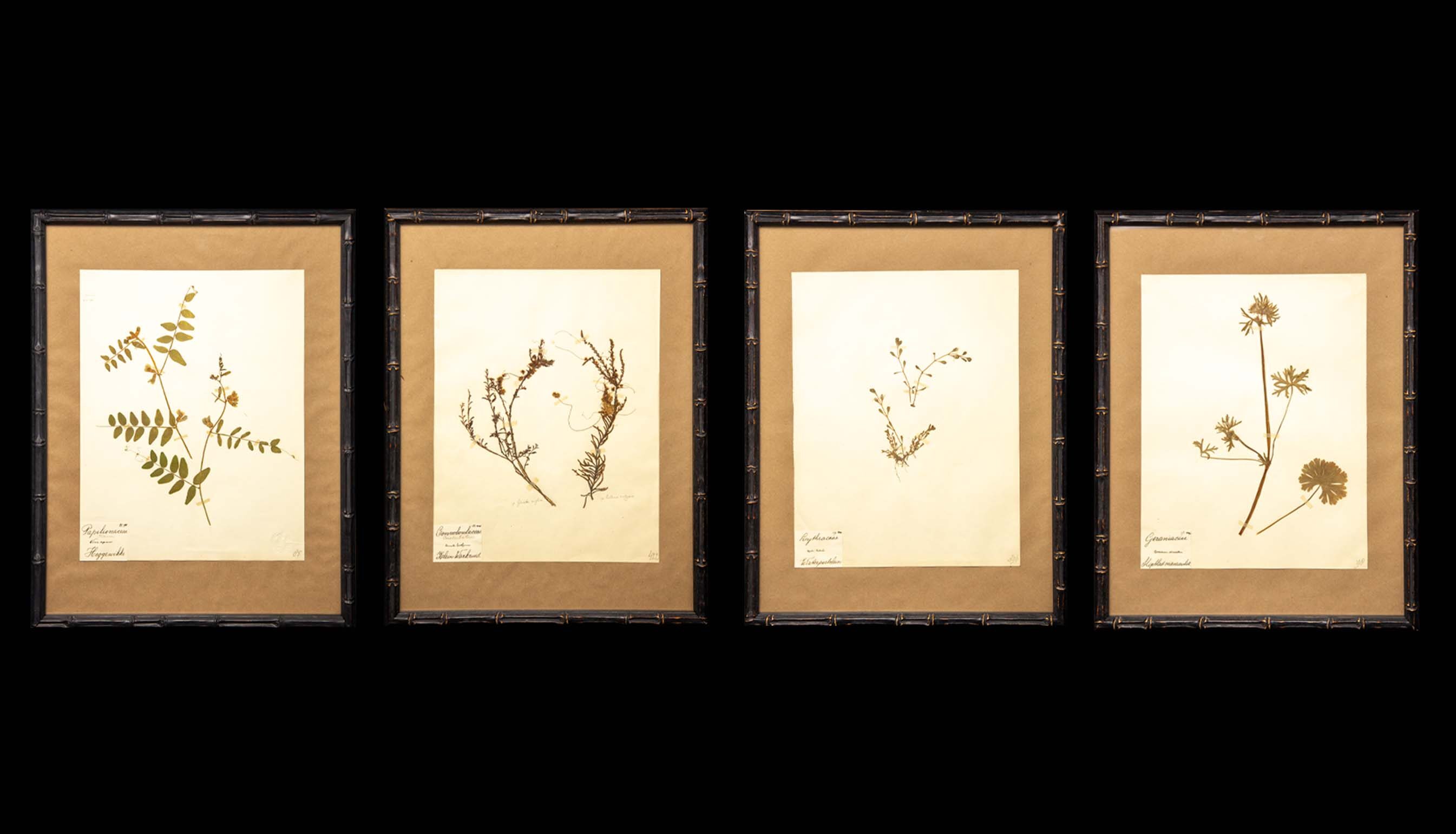 Ebonized Framed Herbier Botanical Specimens from the 19th Century