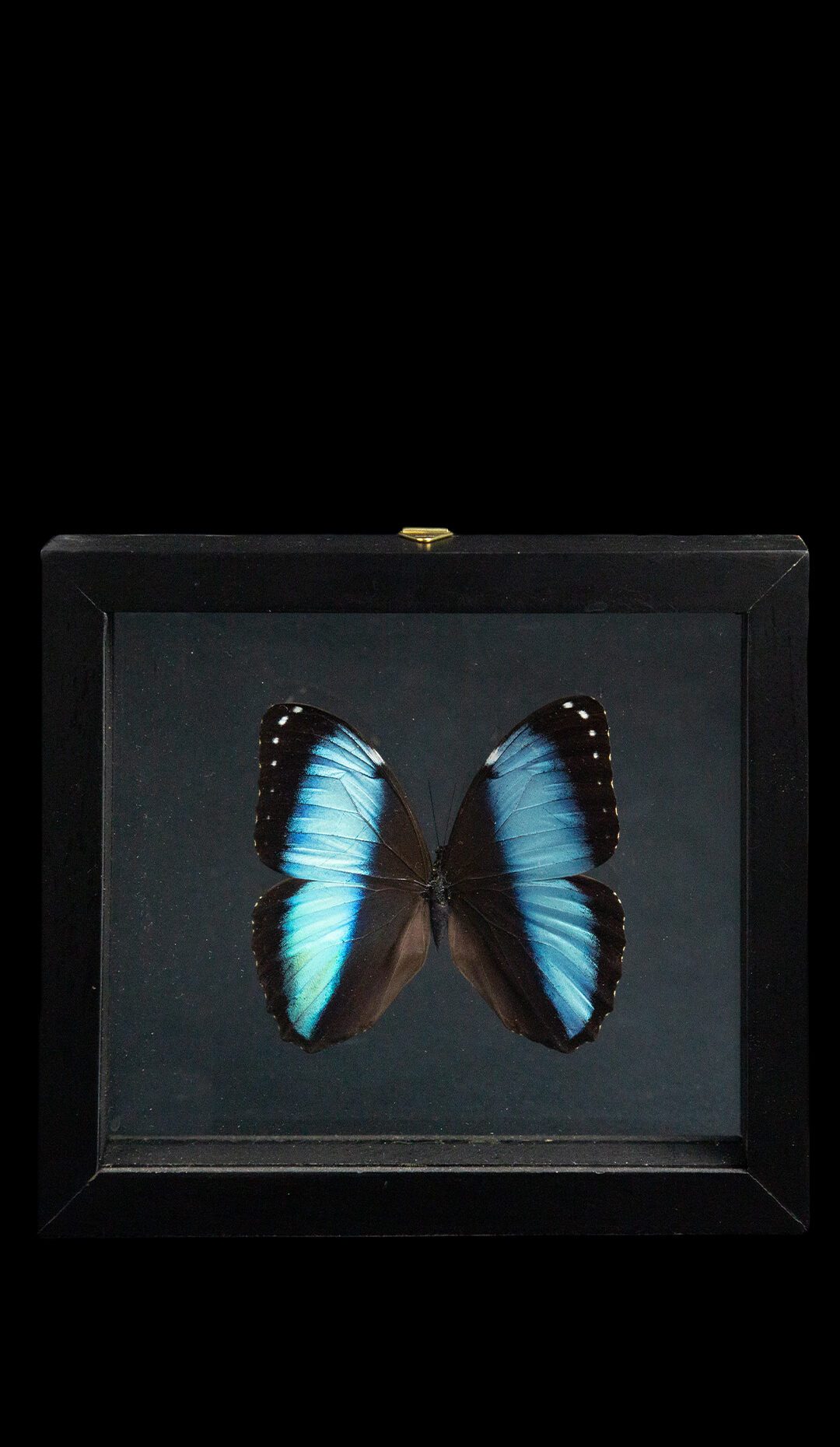 Butterfly in Double-Paned Glass and Ebonized Frame