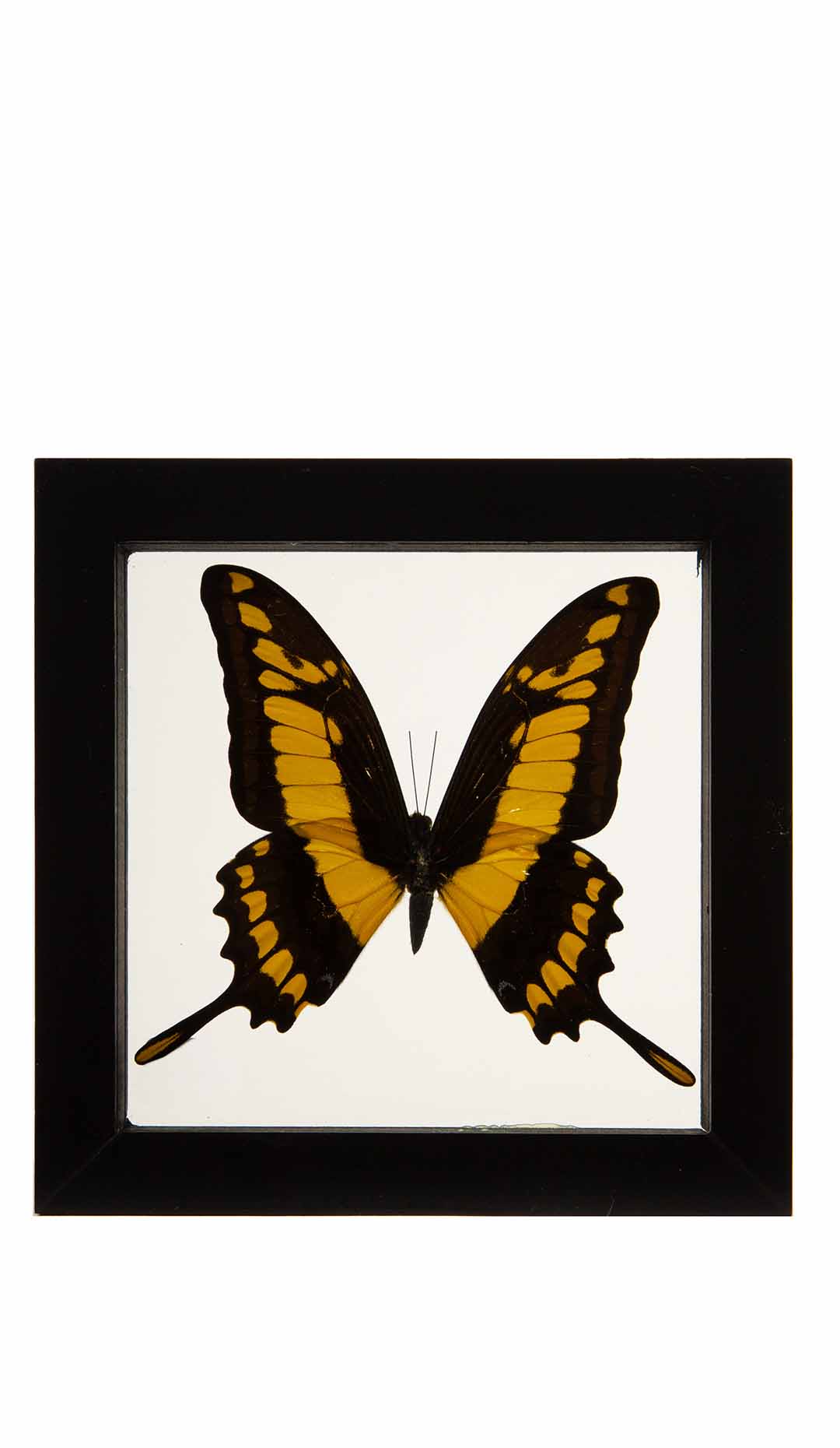 Heraclides Thoa Butterfly in Double-Paned Glass and Ebonized Frame