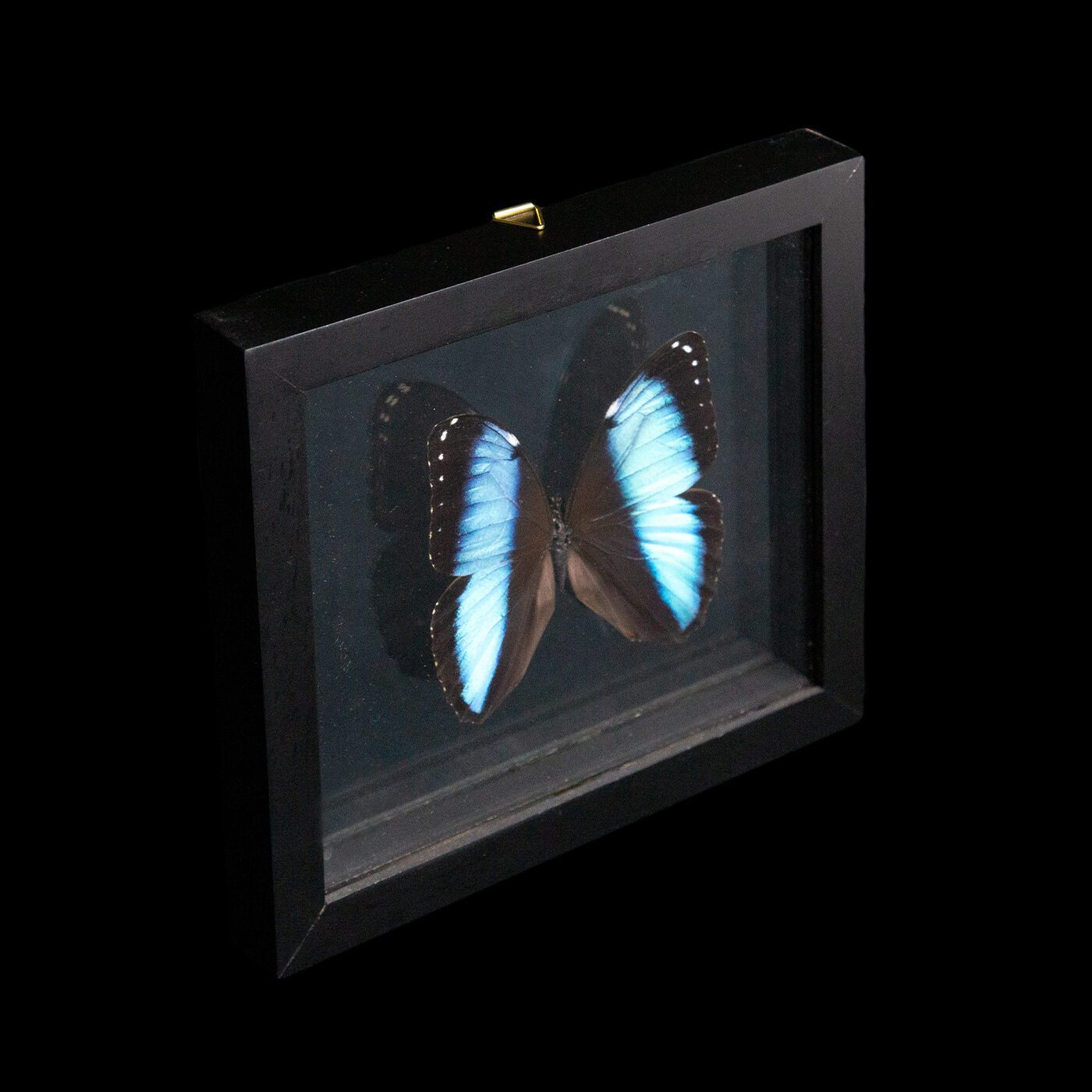 Butterfly in Double-Paned Glass and Ebonized Frame