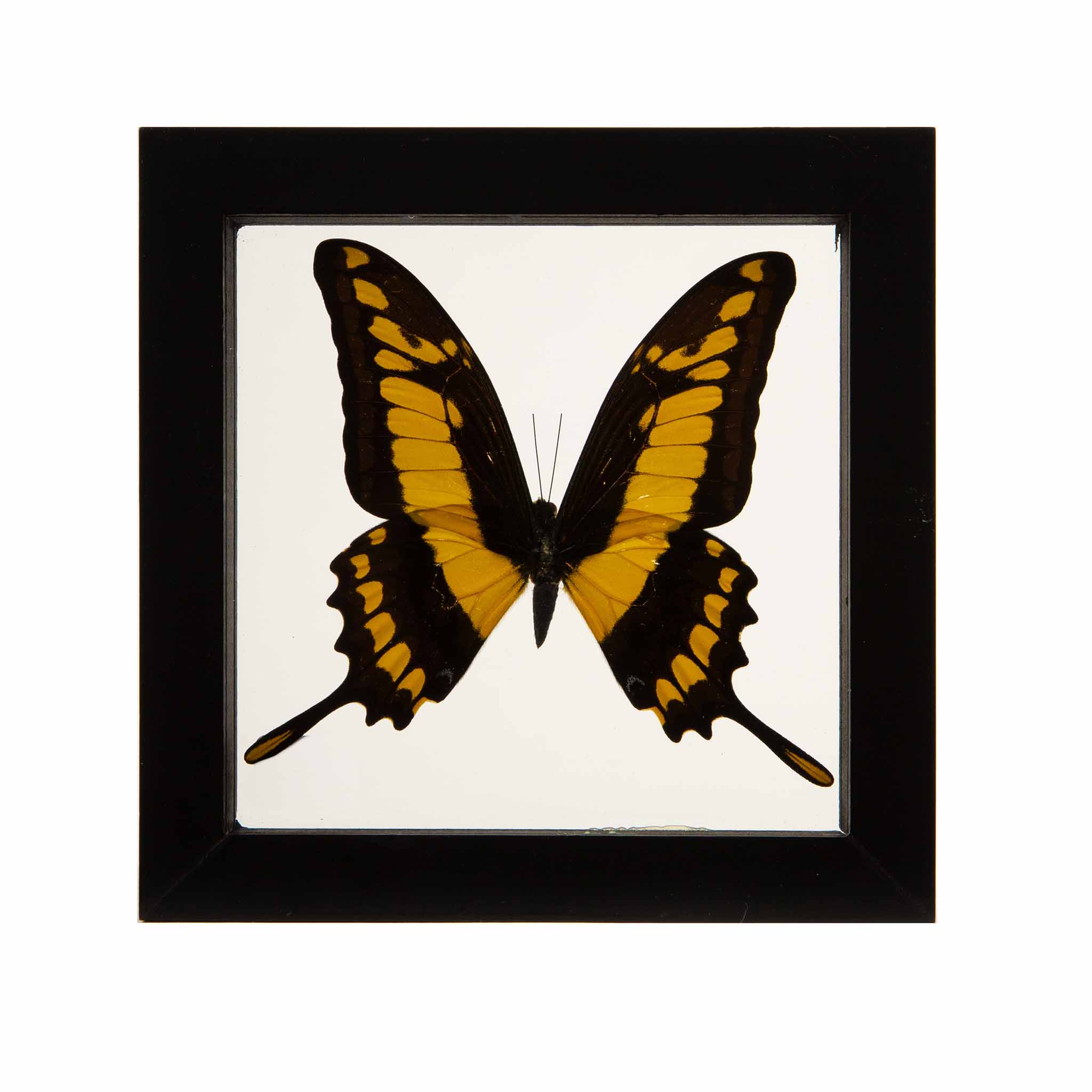 Heraclides Thoa Butterfly in Double-Paned Glass and Ebonized Frame