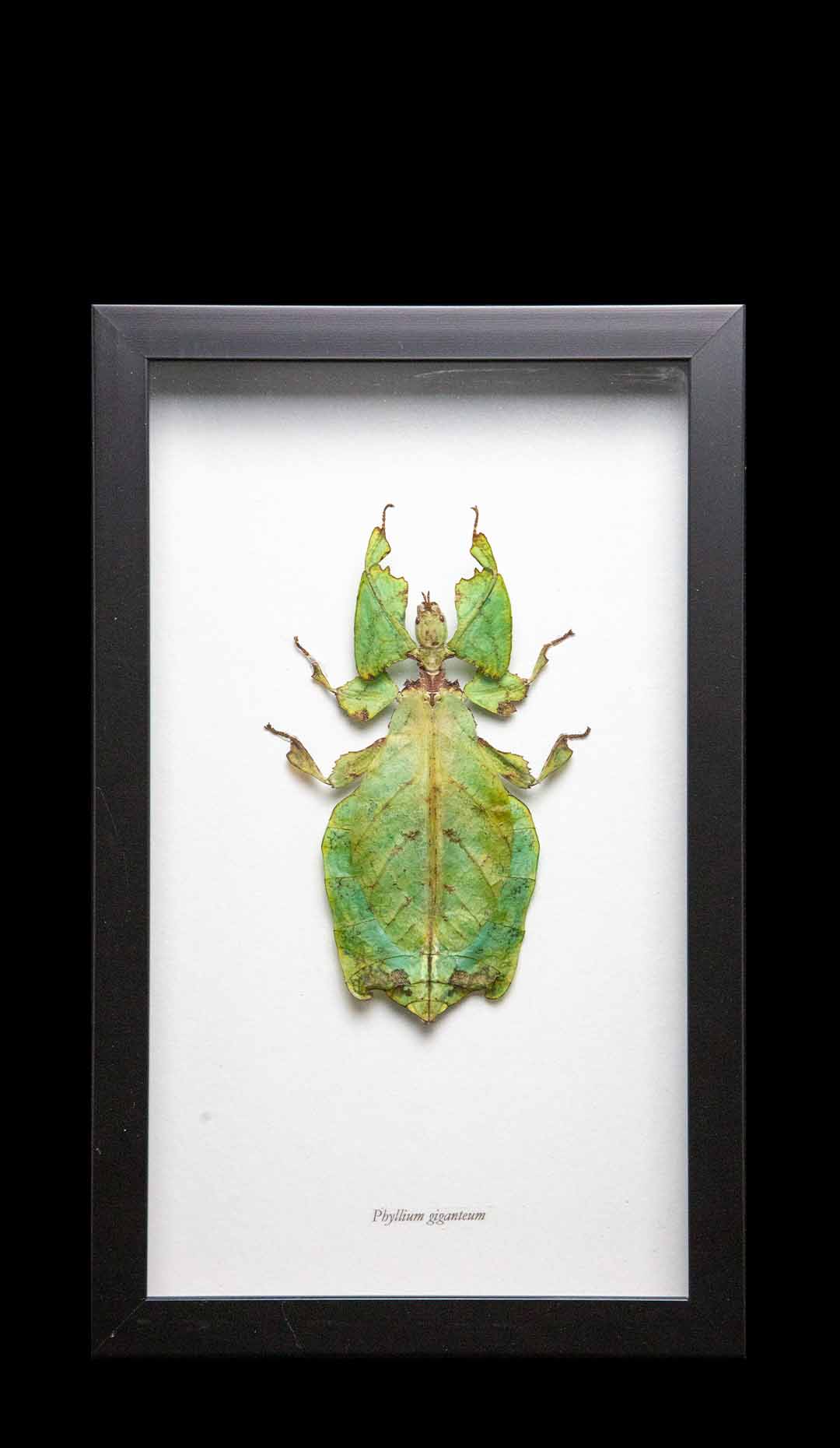 Framed Giant Malaysian Leaf Insect