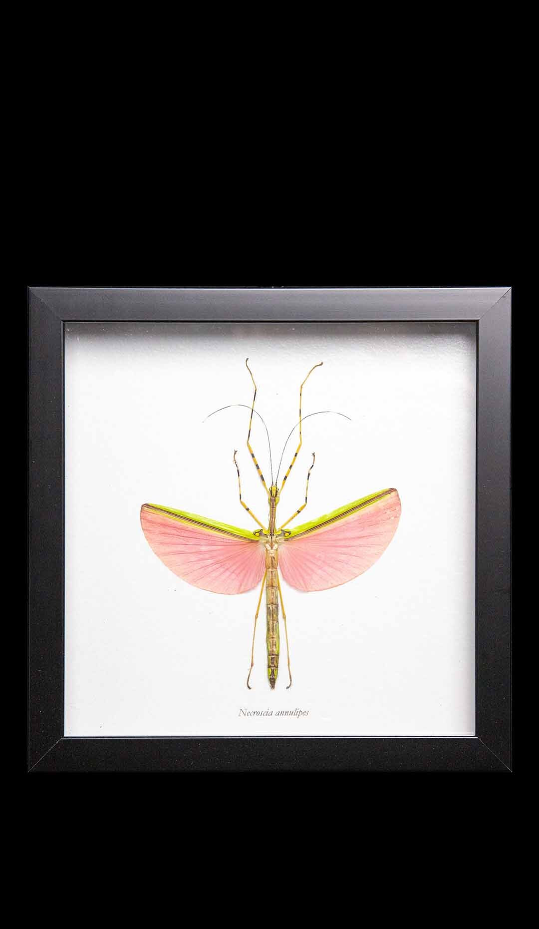 Framed Pink Stick Bug