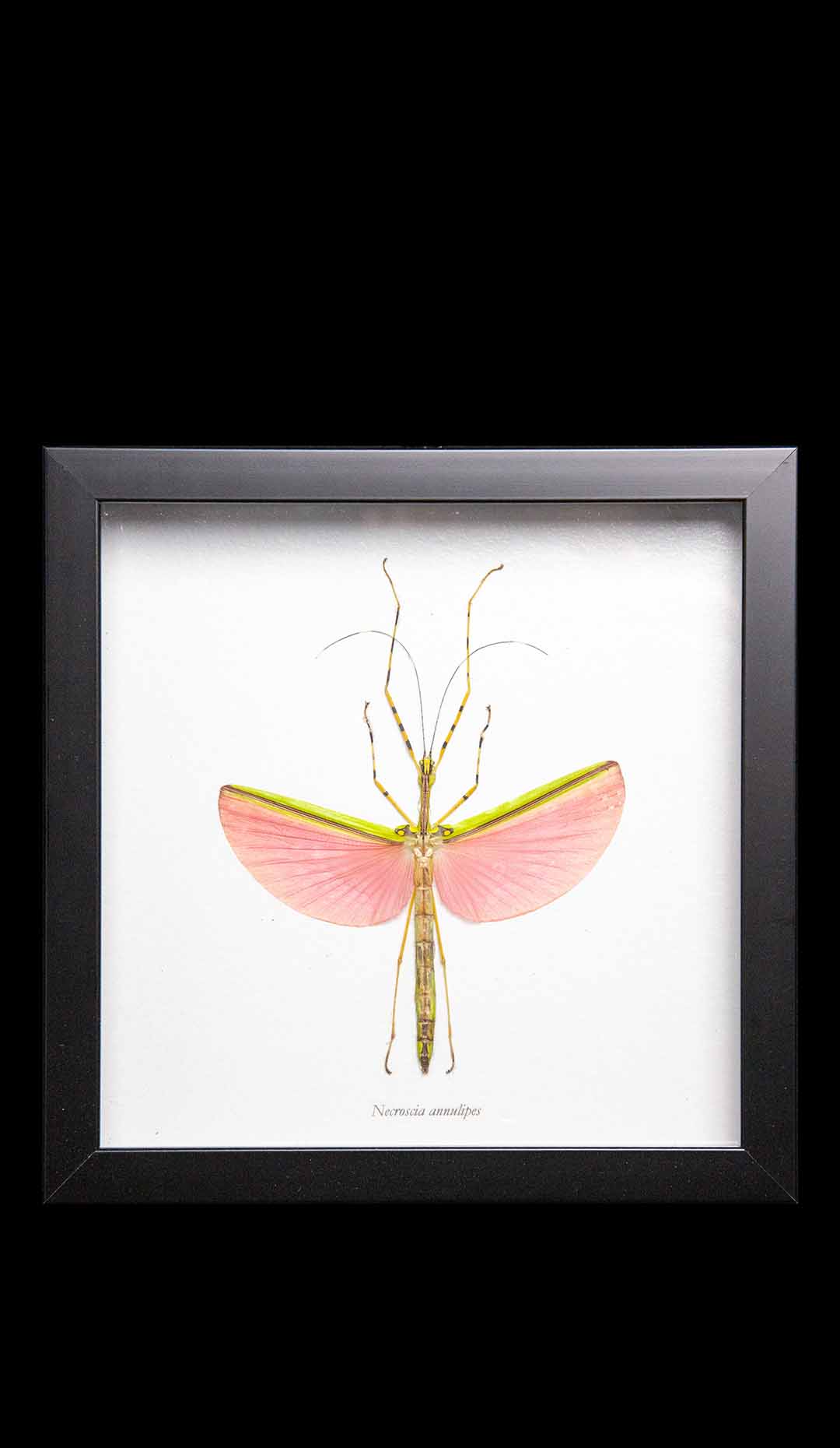 Framed Pink Stick Insect
