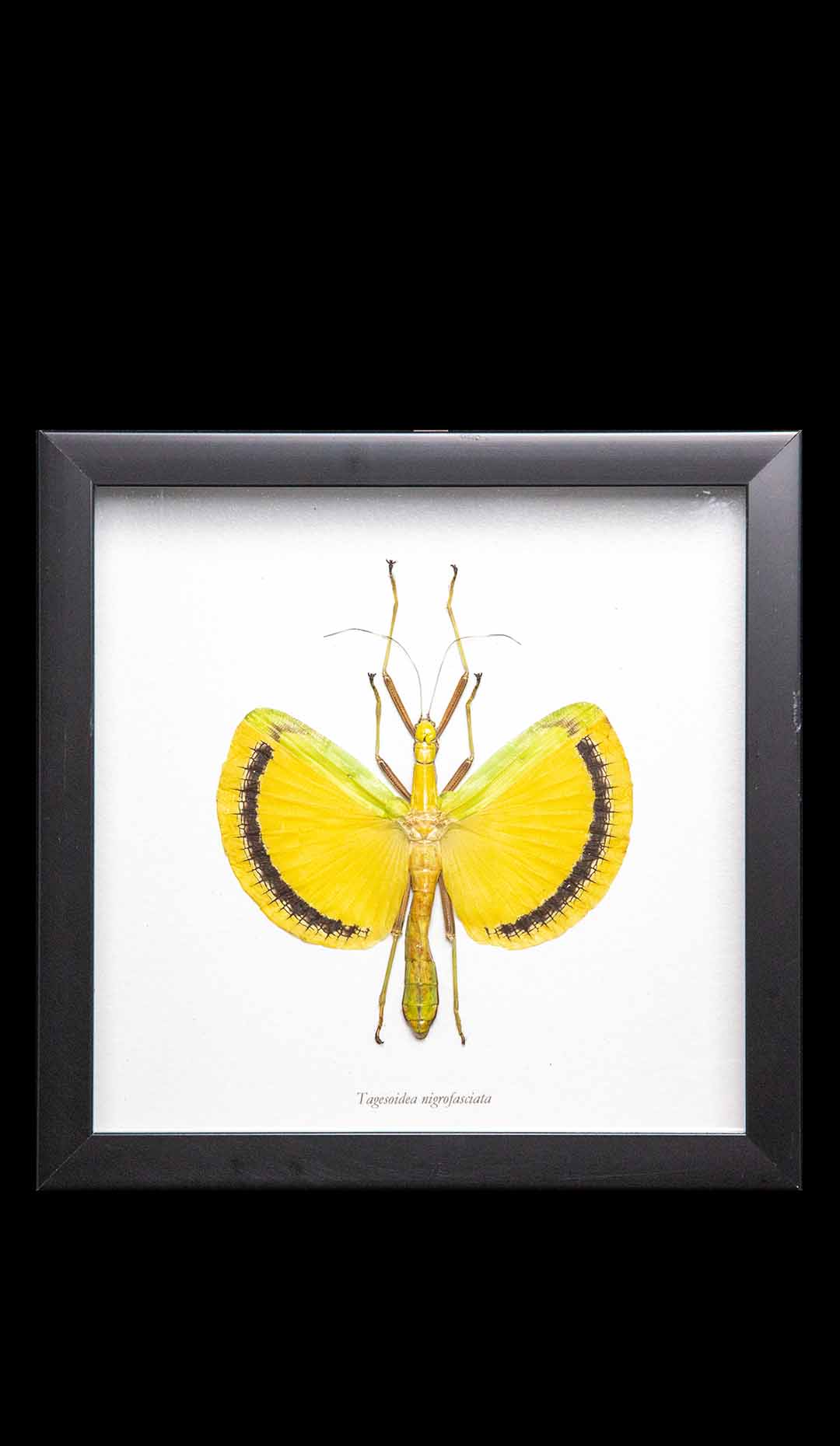 Framed Yellow Umbrella Stick Insect