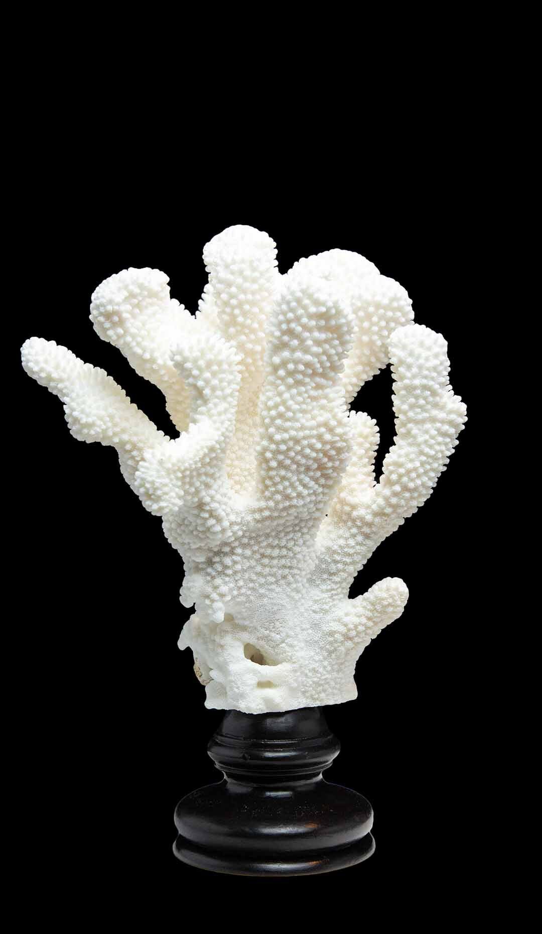 Mounted Cauliflower Coral