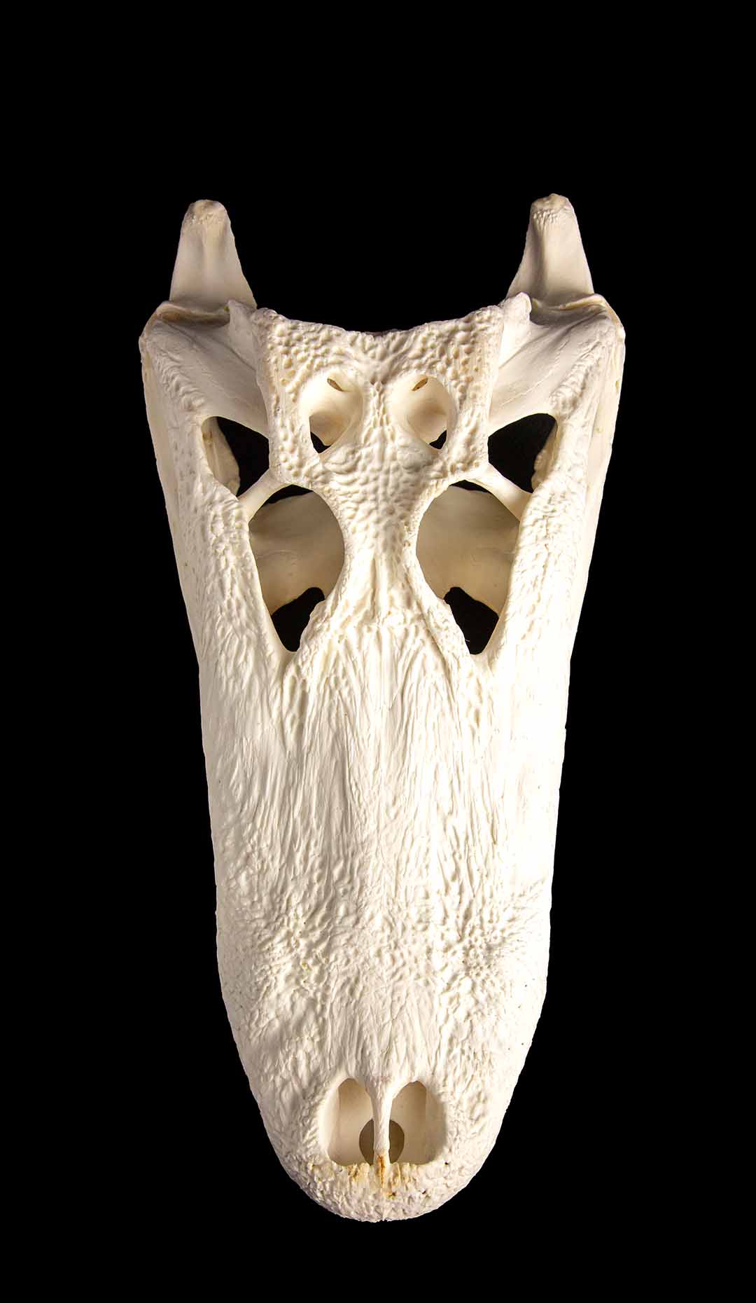 Alligator Skull, 19″