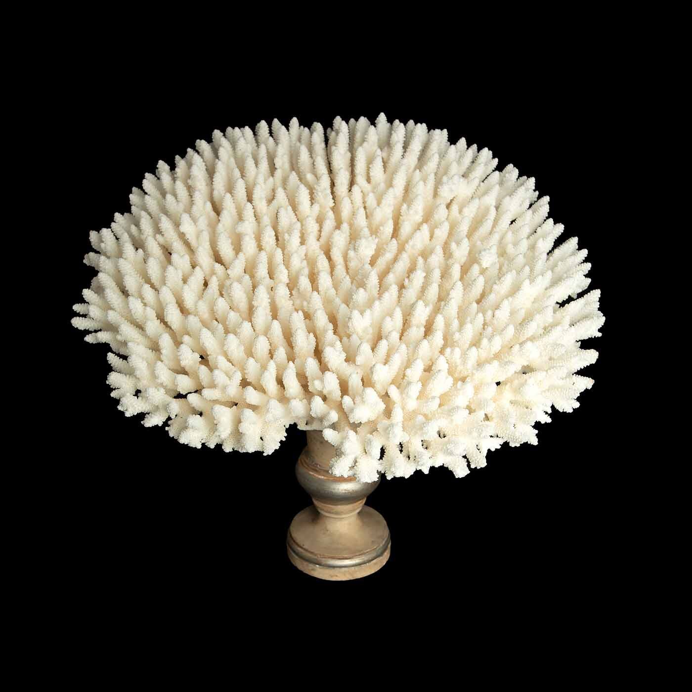 Table Coral Mounted On Medici Style Base