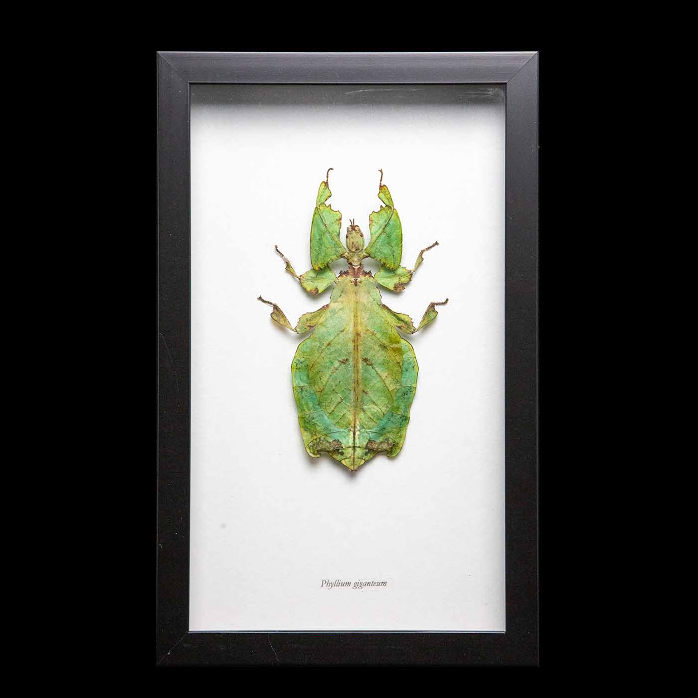 Framed Leaf Bug