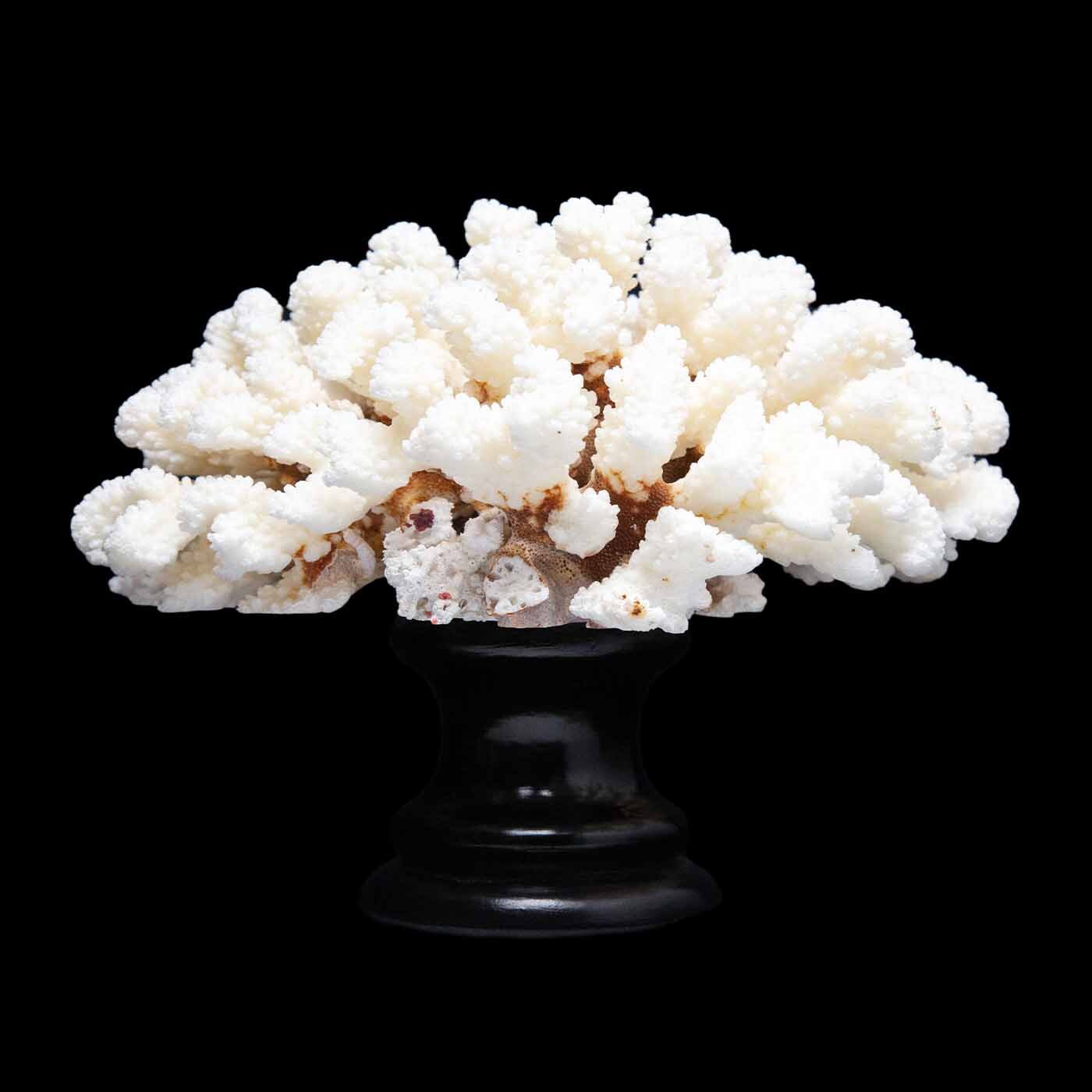 Cluster Coral, Mounted