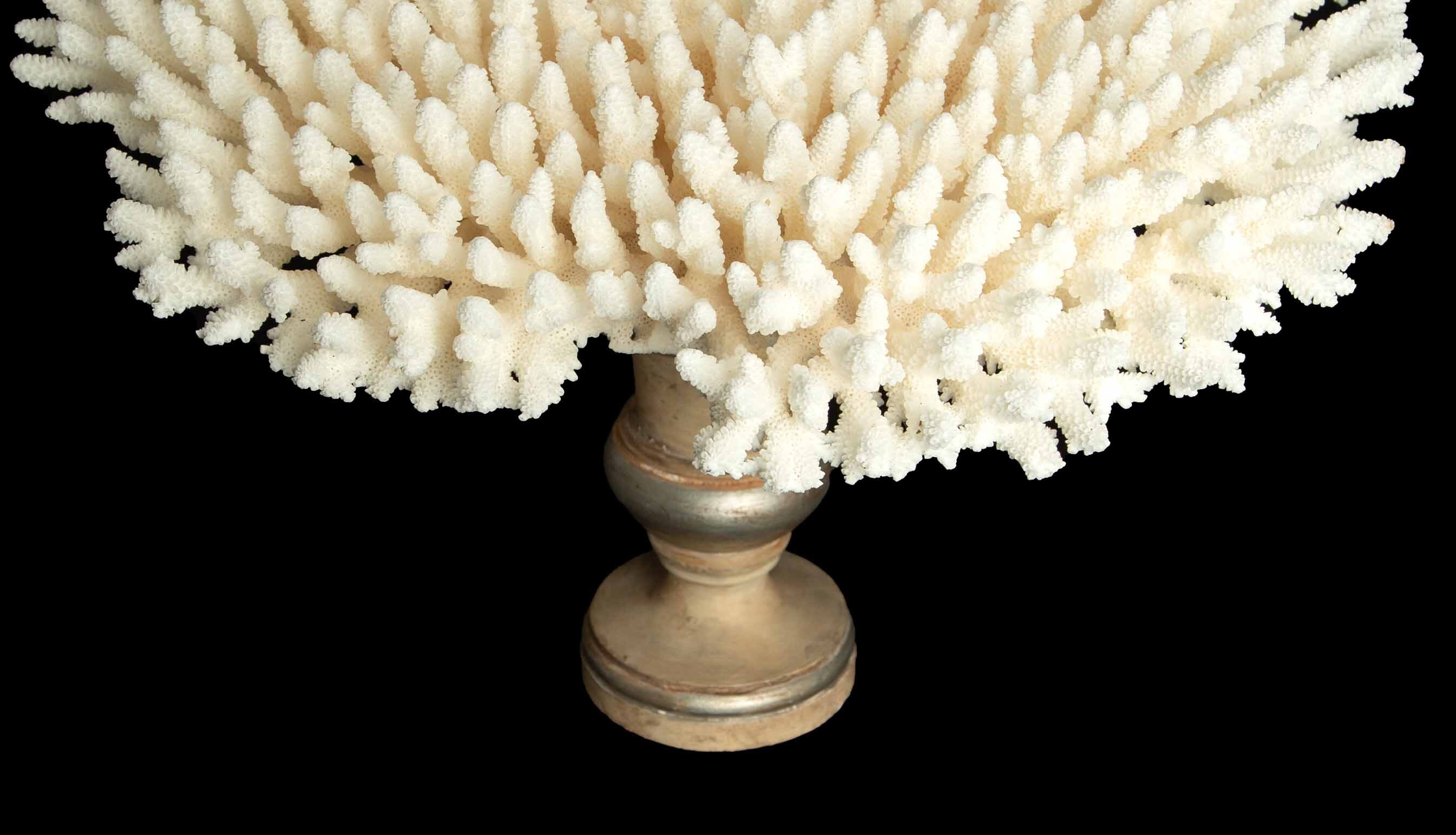 Table Coral Mounted On Medici Style Base