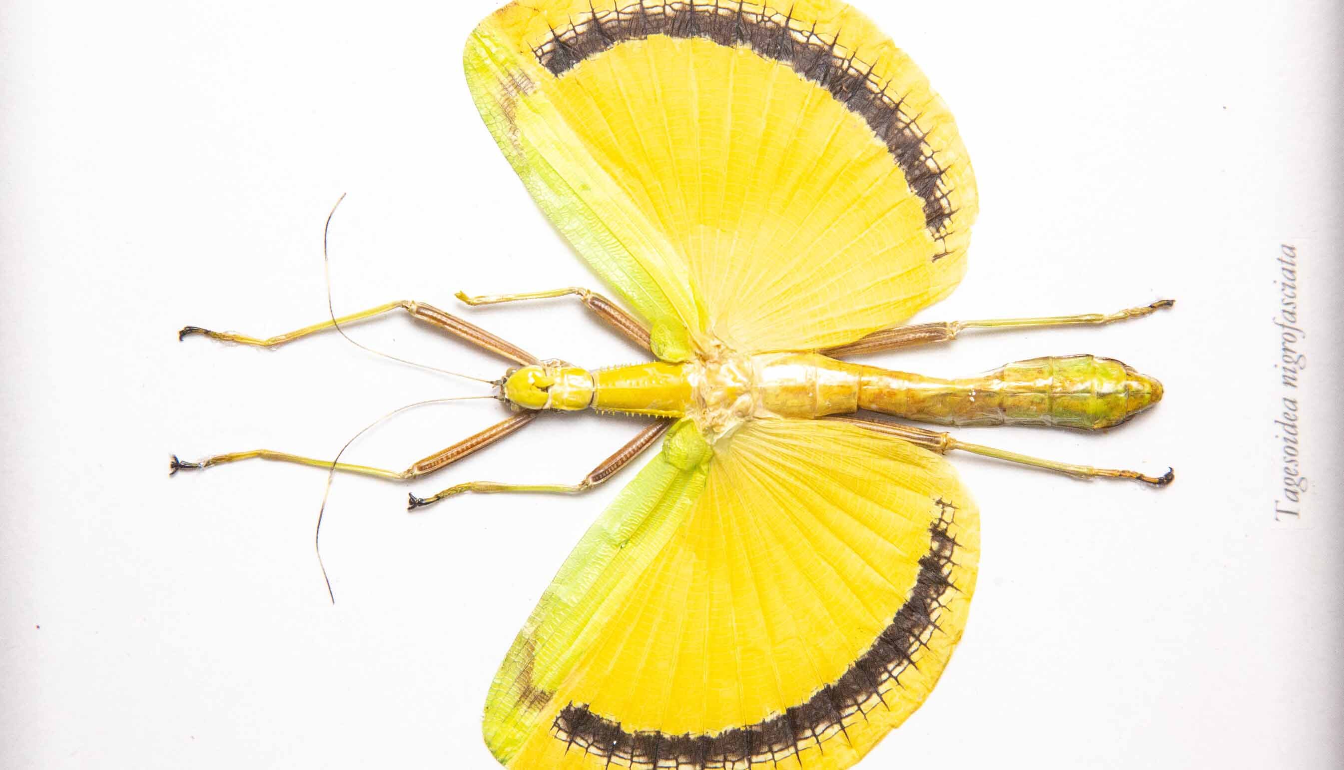 Framed Yellow Stick Bug