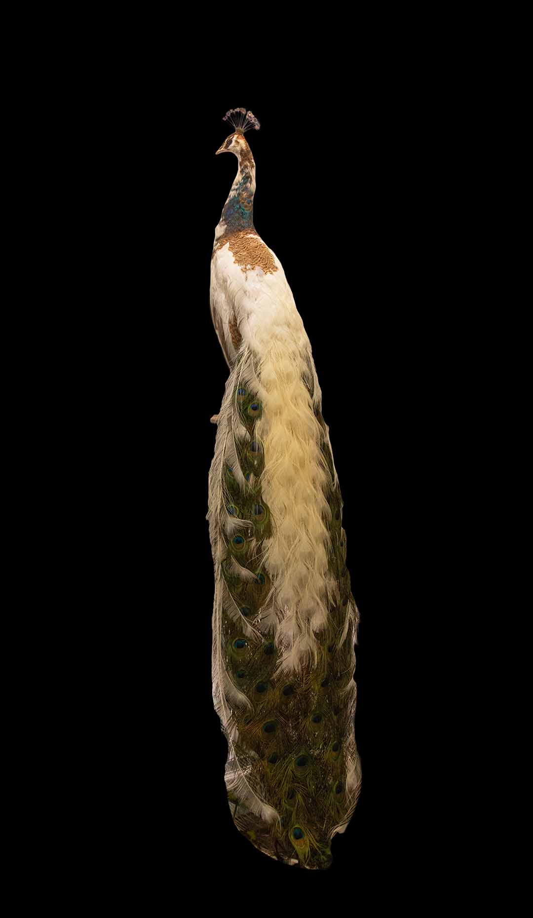 Taxidermy Pied Peacock