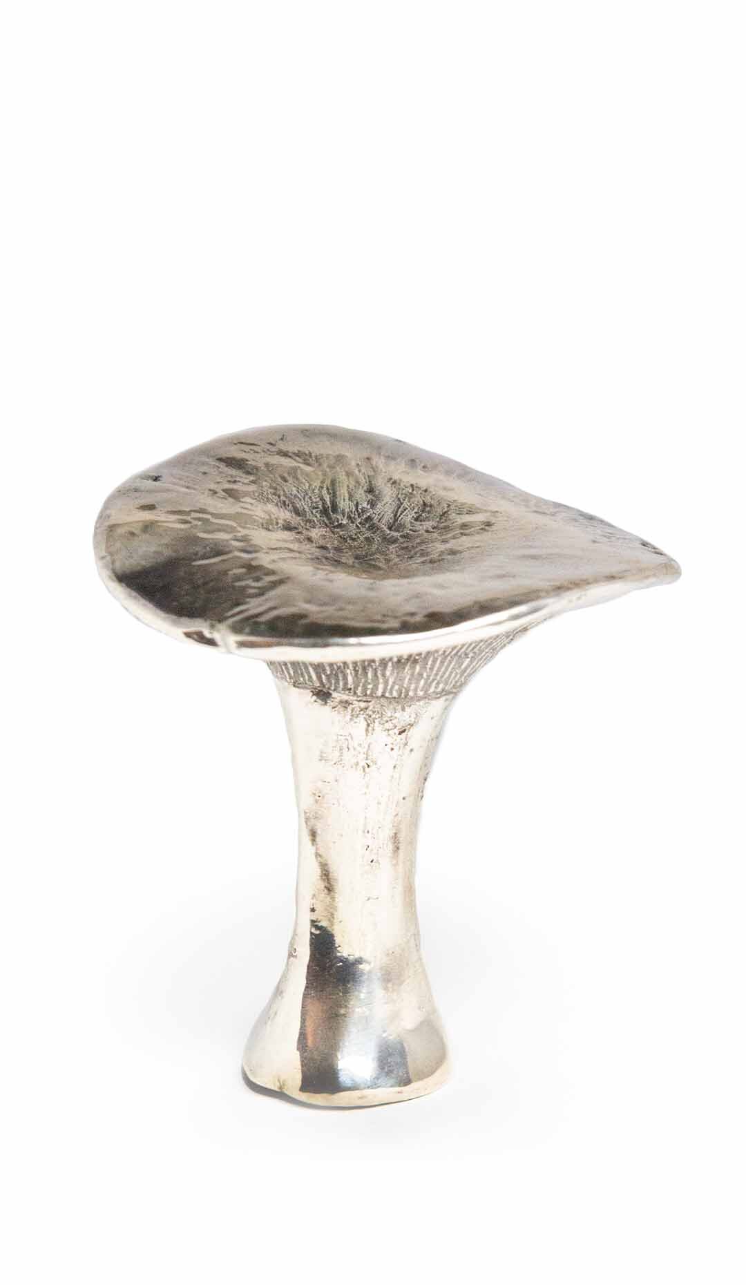 Silvered King Trumpet Mushroom