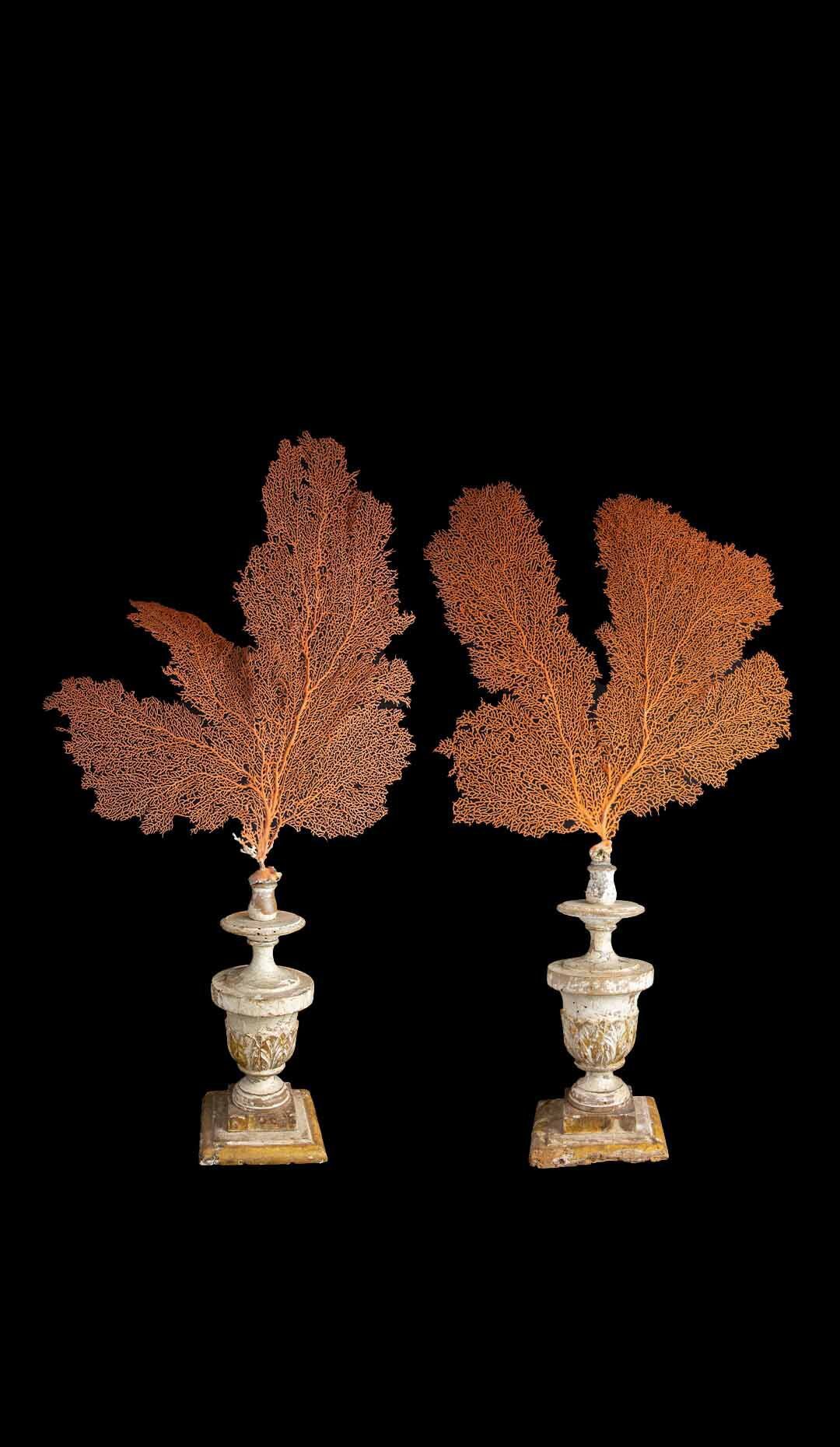 Pair of Orange Sea Fans Mounted on Italian Gilt and Painted Wooden Stands