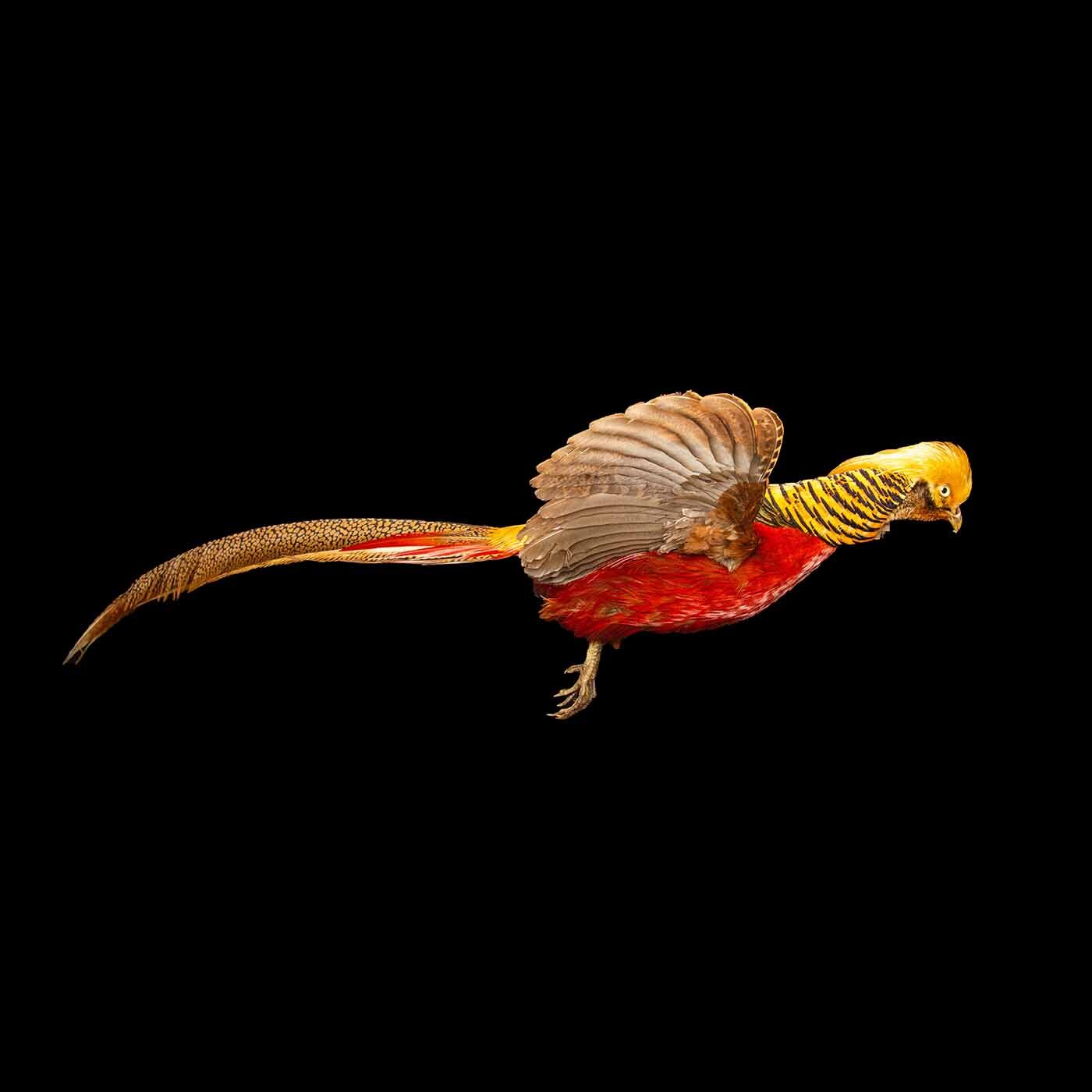 Flying Golden Pheasant