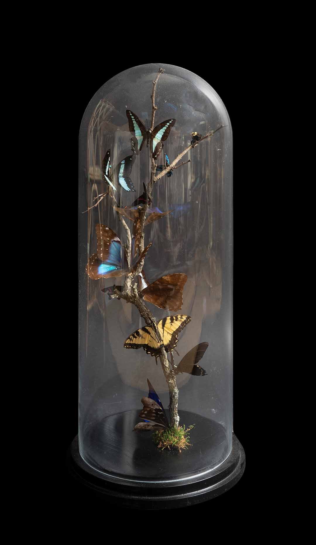 Butteryfly In Glass Dome