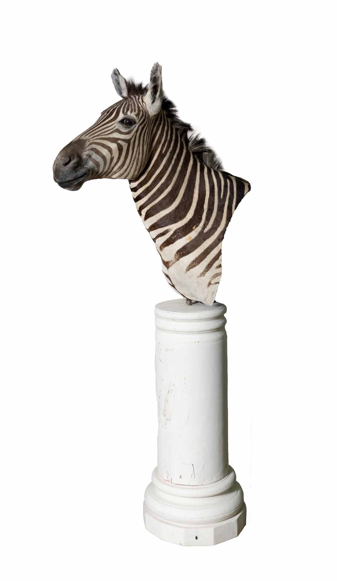 Zebra Head Pedestal Mount
