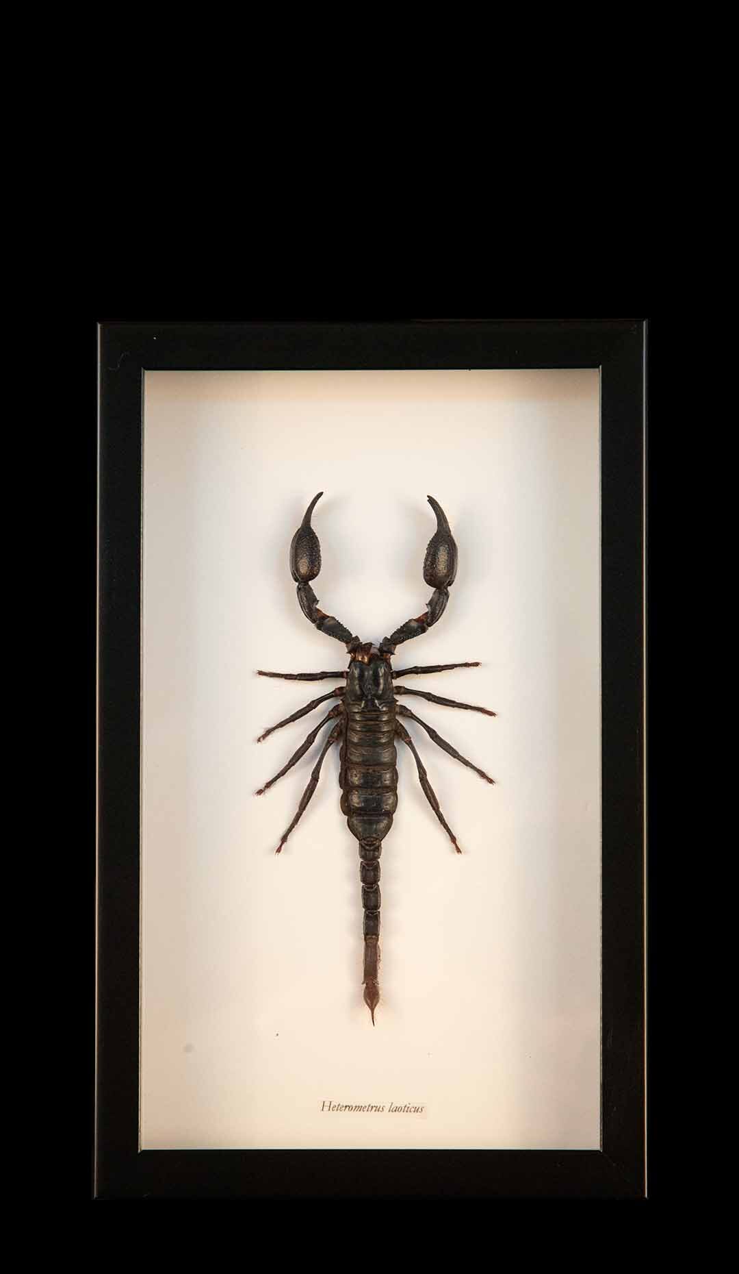 Framed Black Scorpion