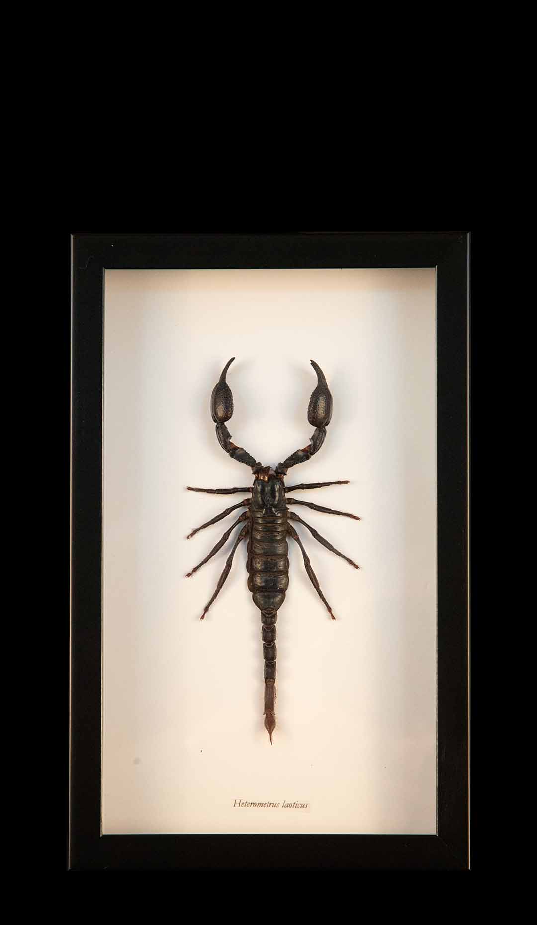 Framed Vietnam Forest Scorpion