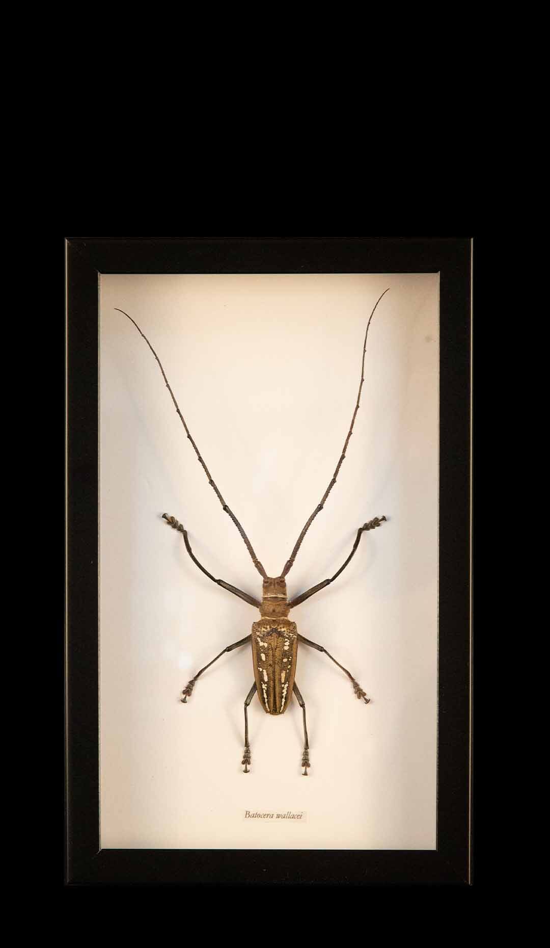 Framed Wallace's Long Horn Beetle