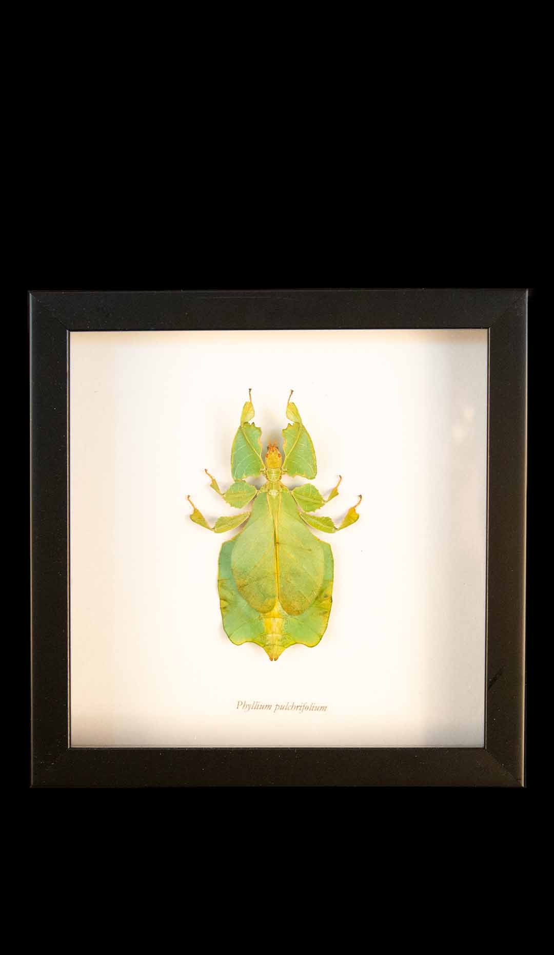 Framed Seychelles Leaf Insect