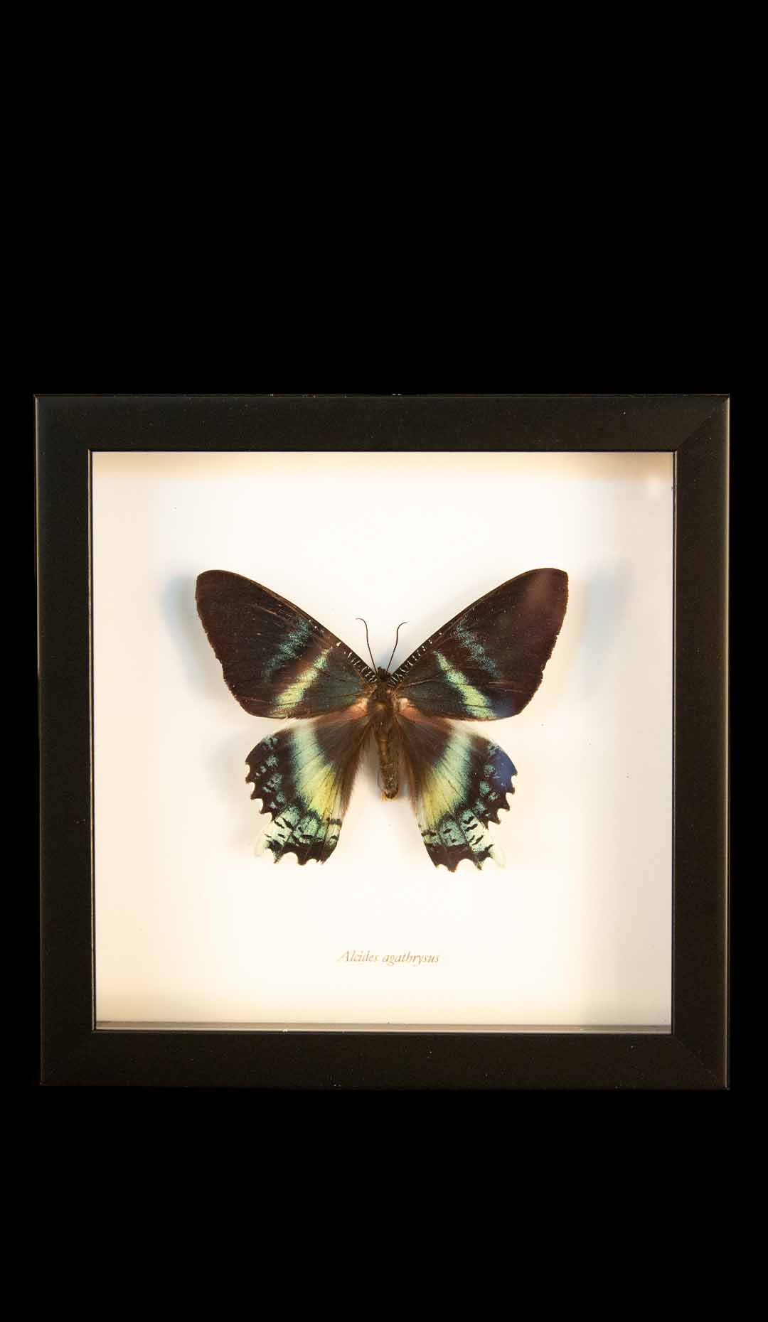Framed Alcides Agathyrsus (Moth)