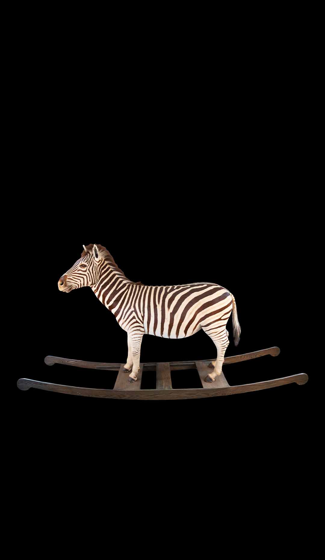 Full Sized Taxidermy Rocking Zebra
