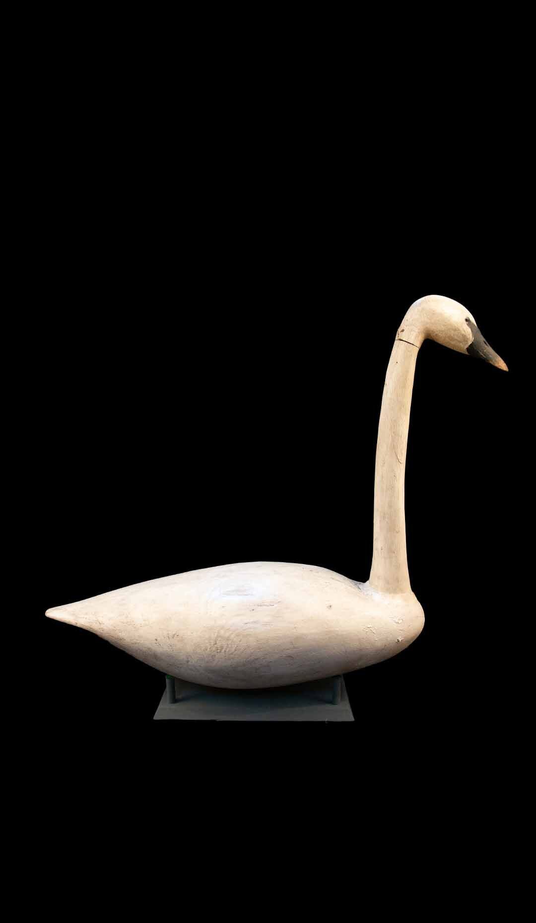 Trumpet Swan Decoy