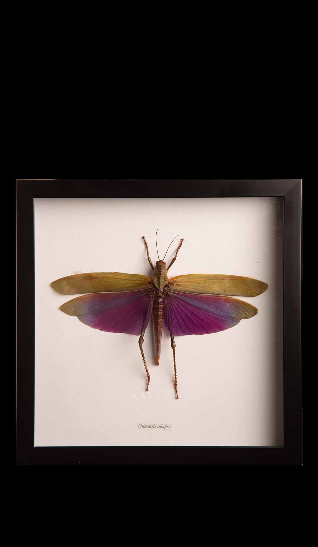 Framed Titanacris Albipes “Grasshopper”
