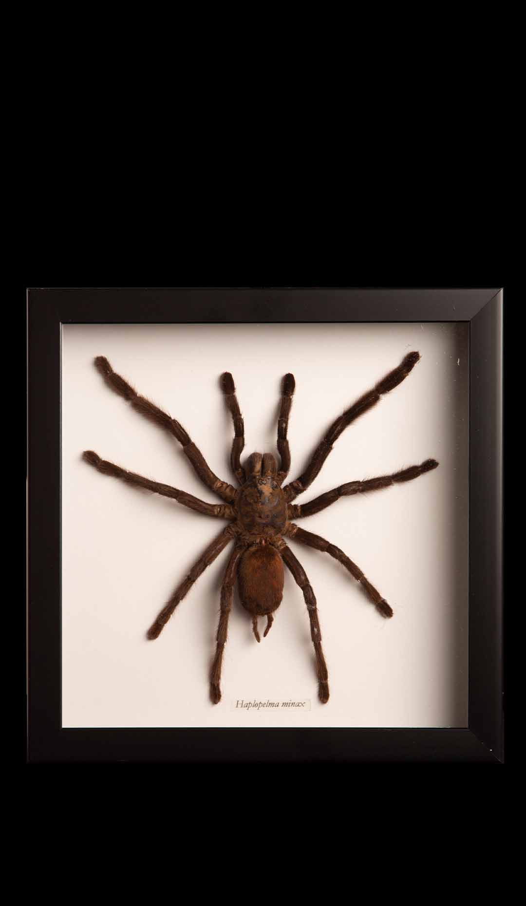 Framed Thailand Black Tarantula “Haplopelma Minax”