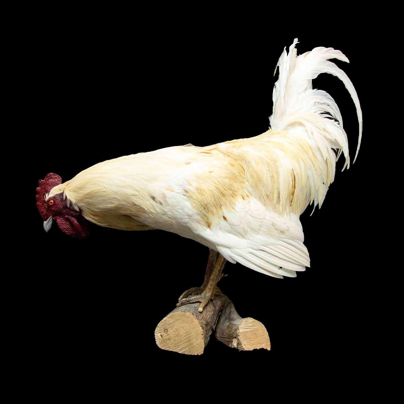 Rooster Taxidermy