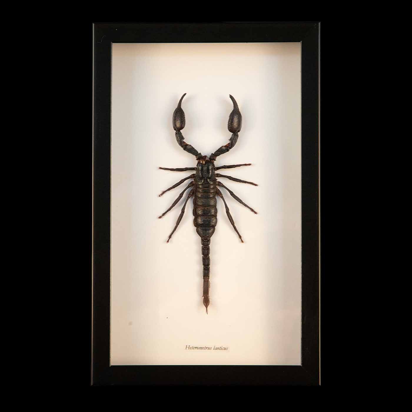 Framed Black Scorpion