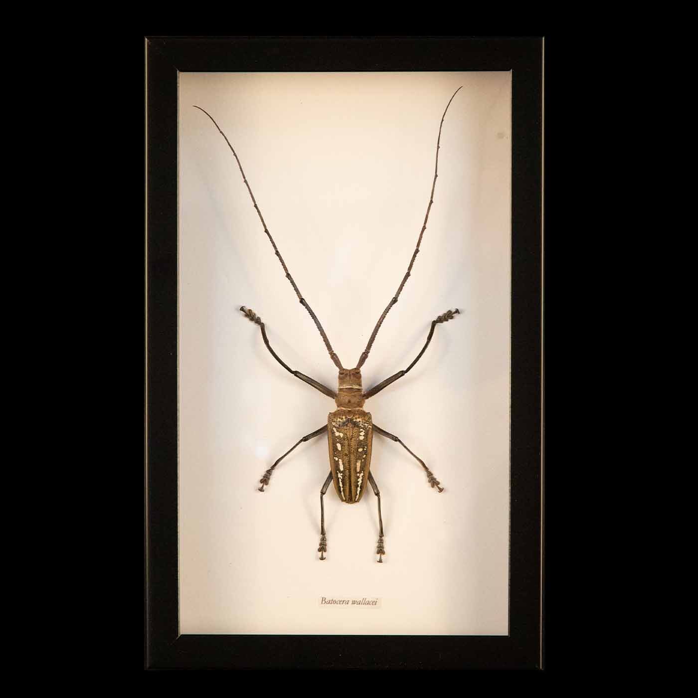 Framed Wallace's Long Horn Beetle