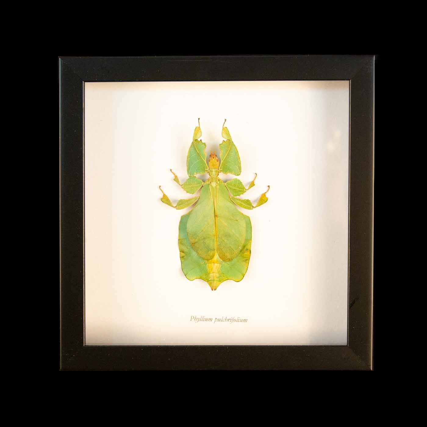 Framed Seychelles Leaf Insect