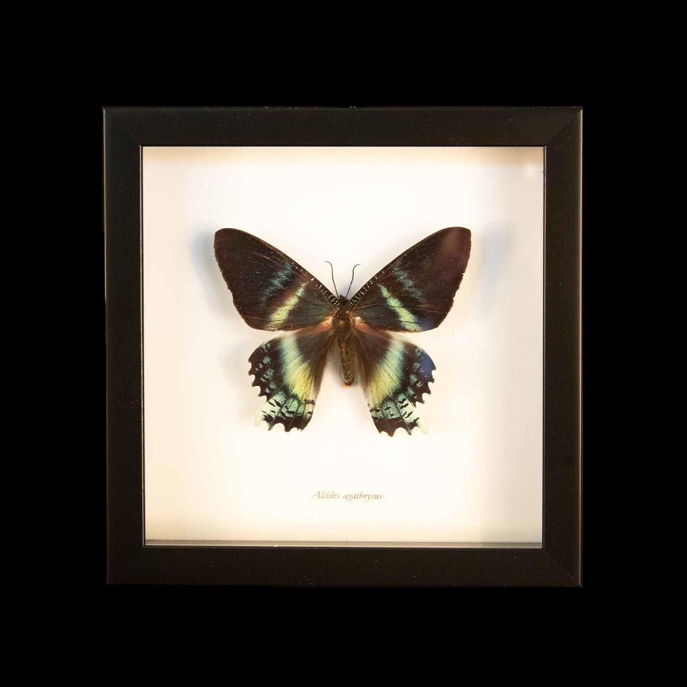 Framed Alcides Agathyrsus (Moth)