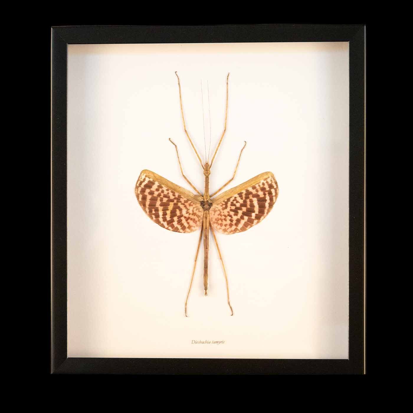Framed Tessellated Spiny Flying Stick Insect