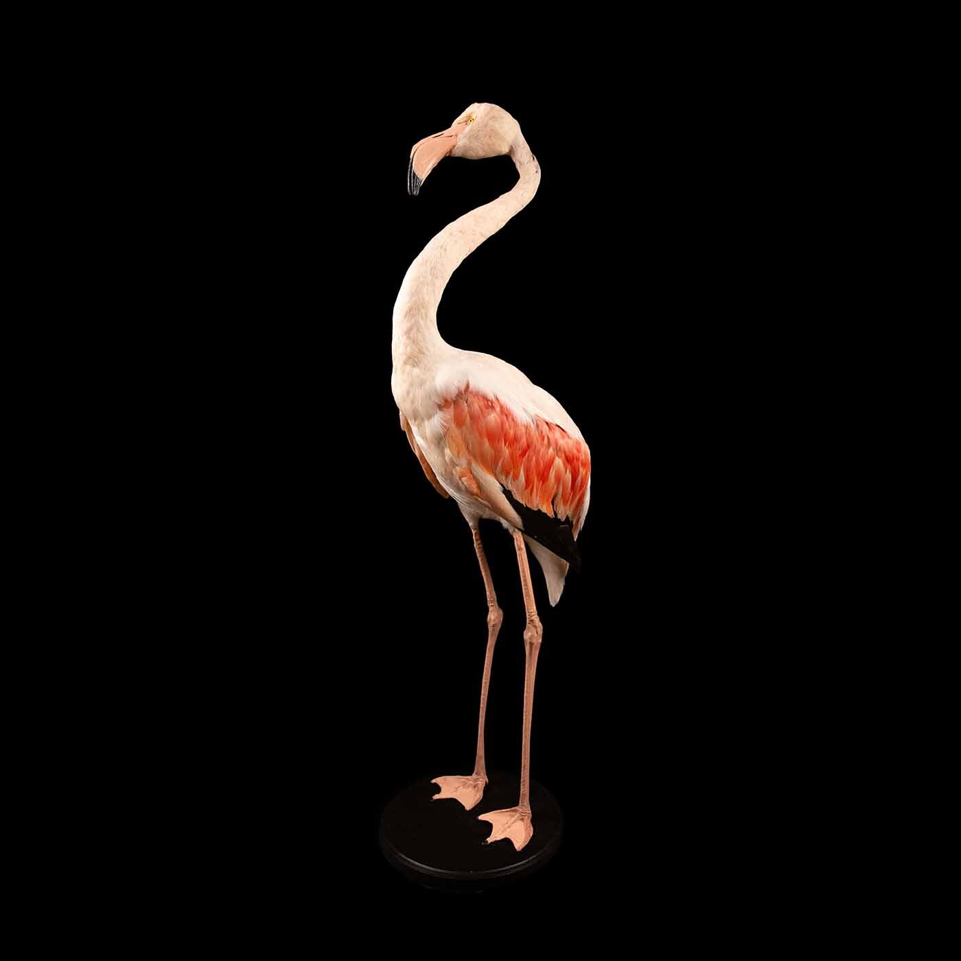 Flamingo Taxidermy