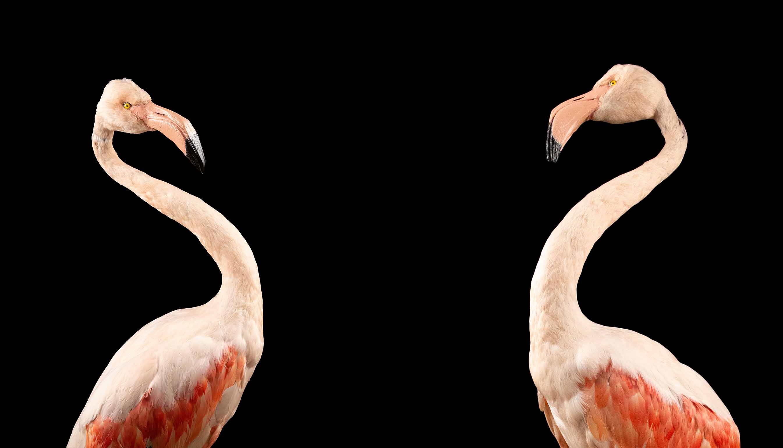 Flamingo Taxidermy