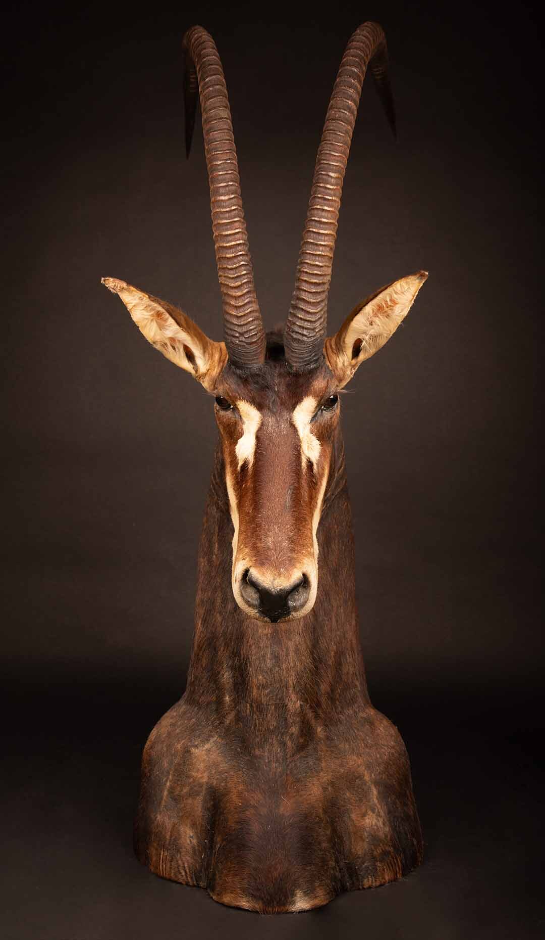 Sable Antelope Taxidermy
