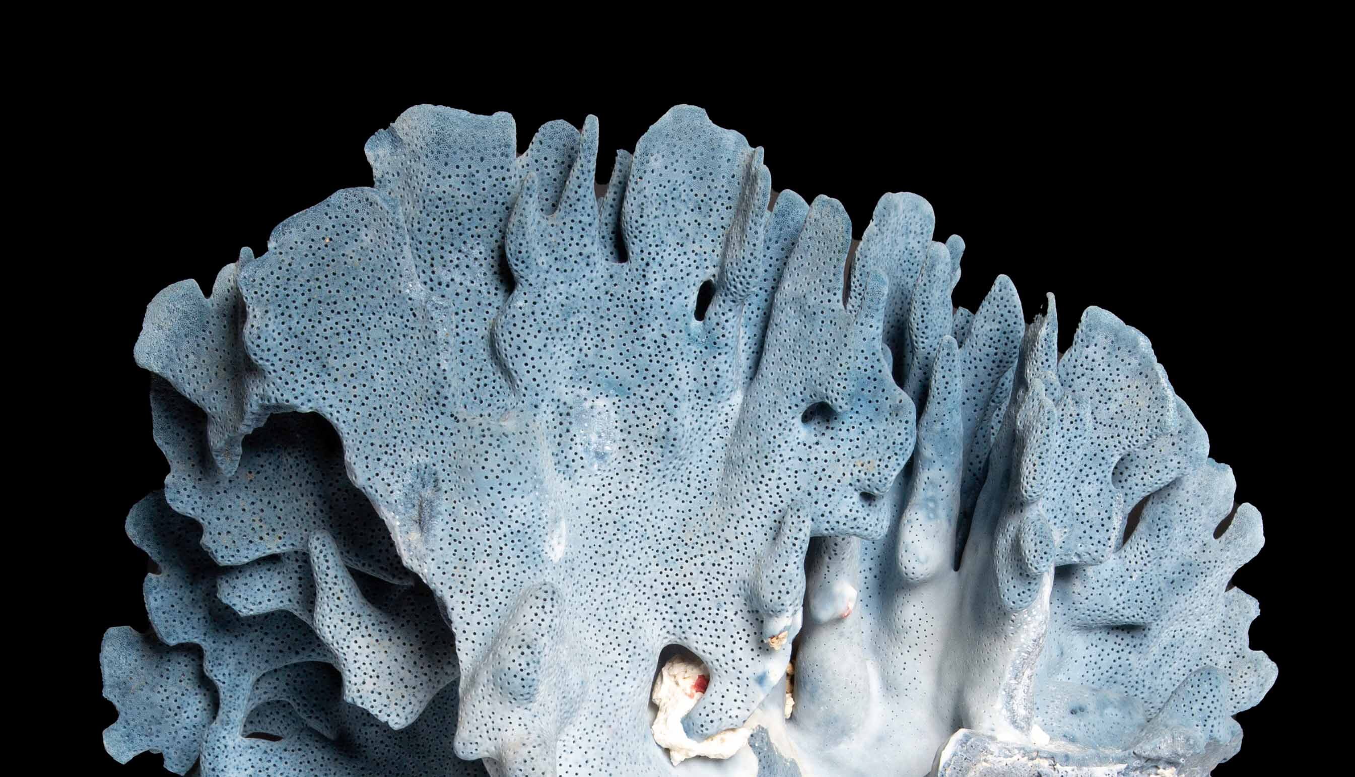 Mounted Blue Coral