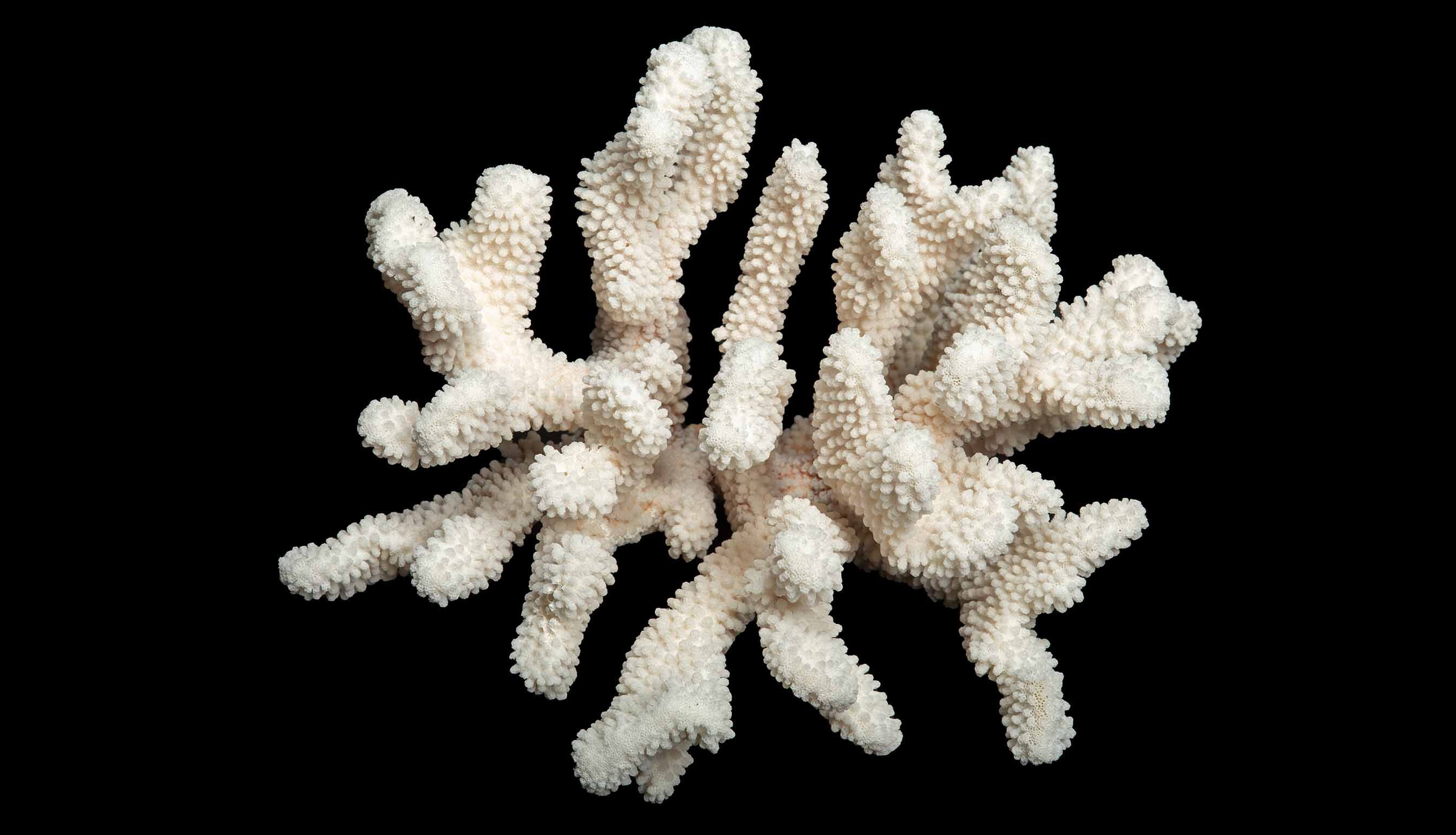 Table Mount Cauliflower Coral