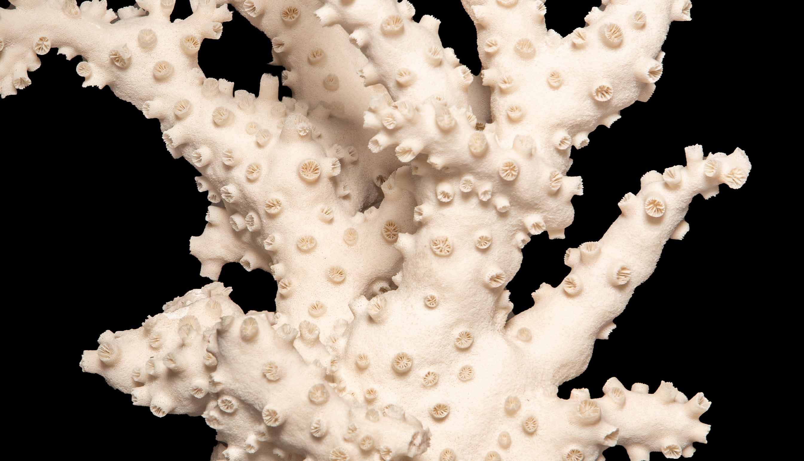 mounted-octopus-coral
