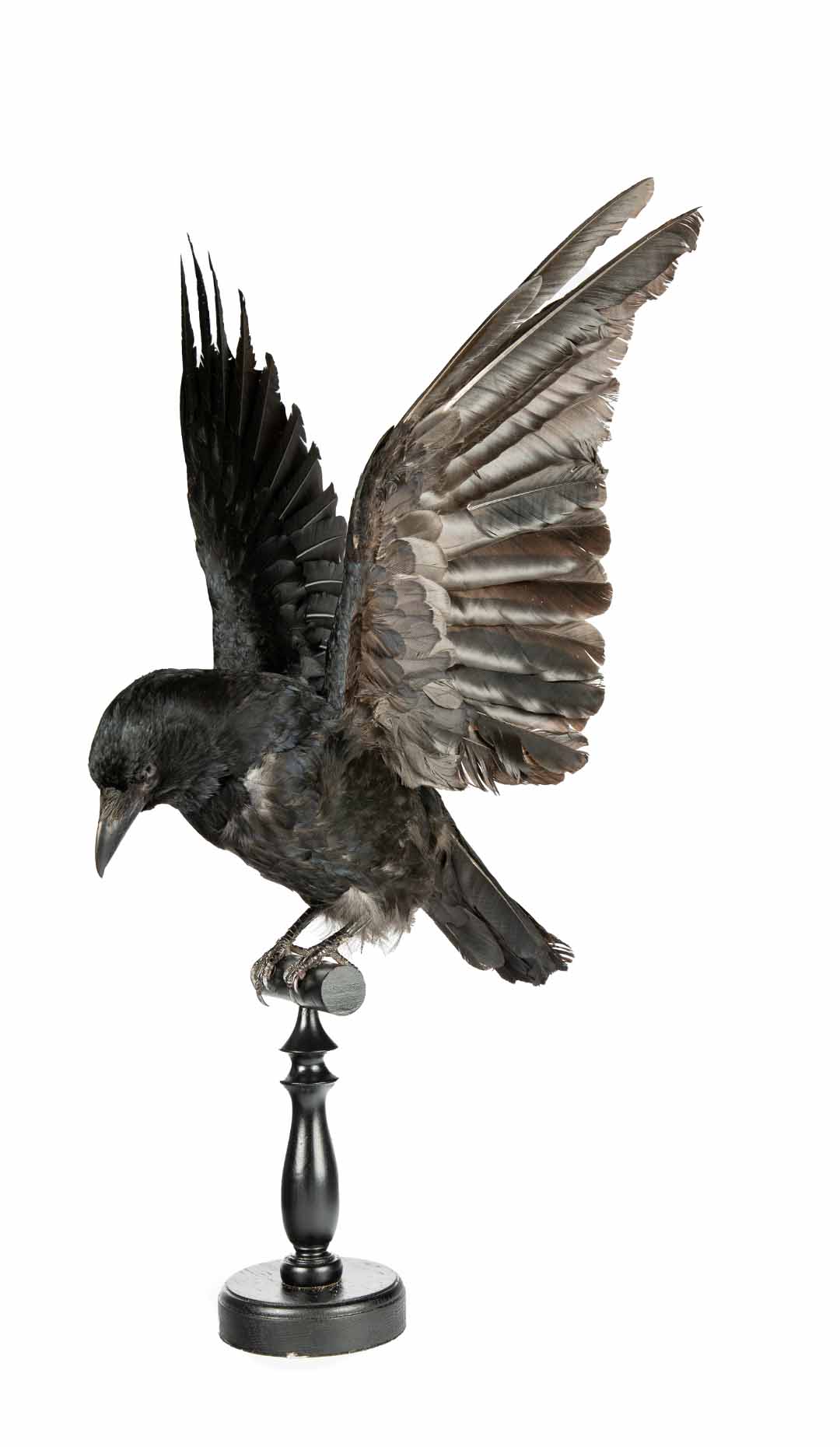 Taxidermy Raven Perched on Black Base