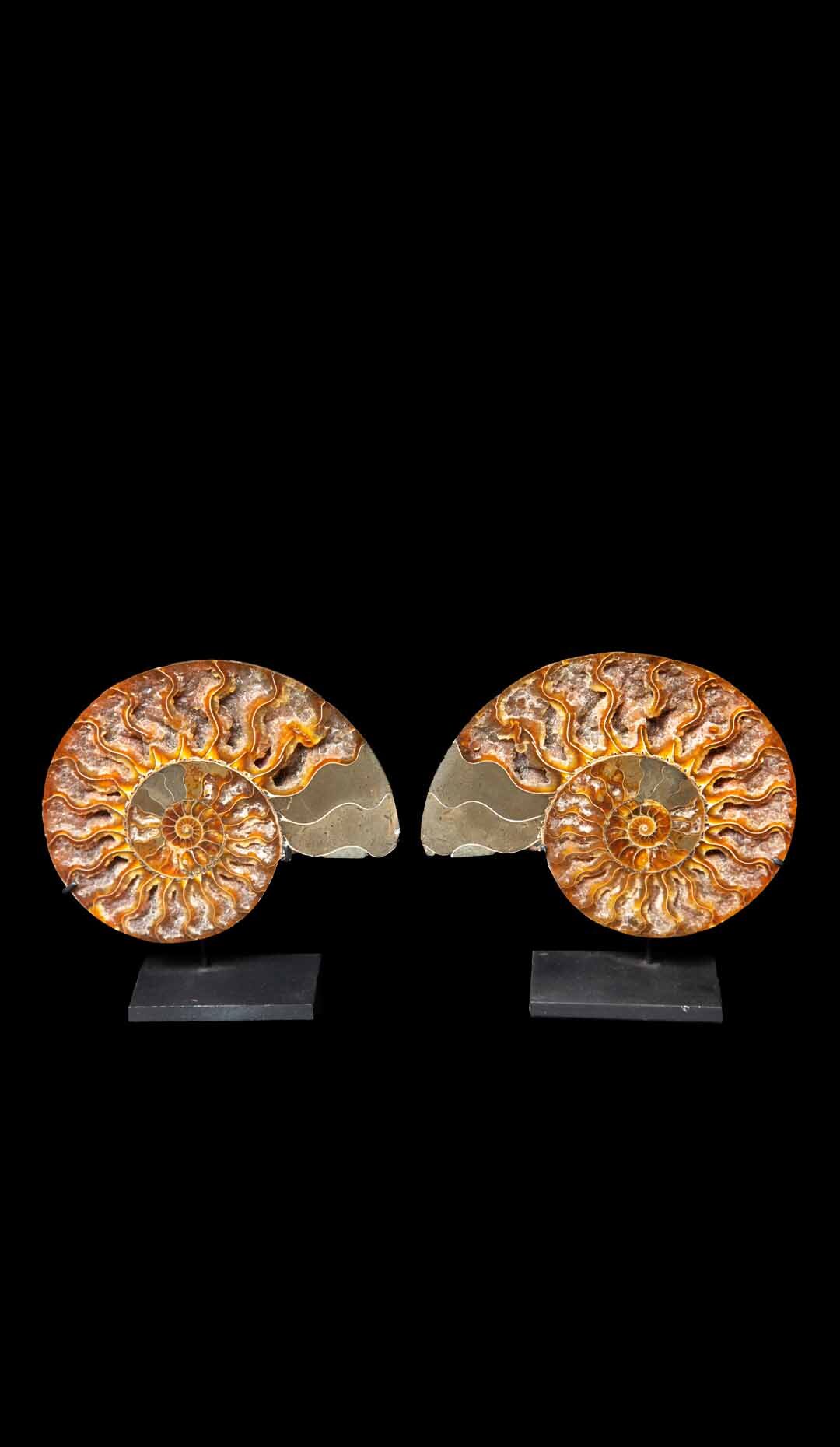 Small Ammonite Pair