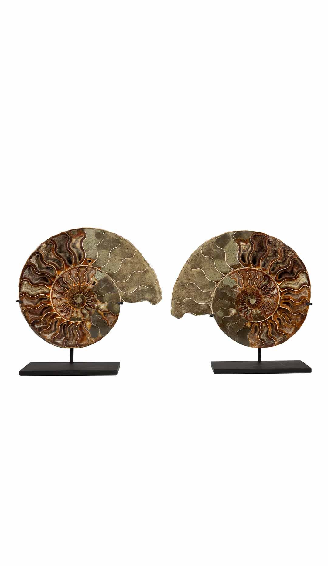 Ammonite Pair 8