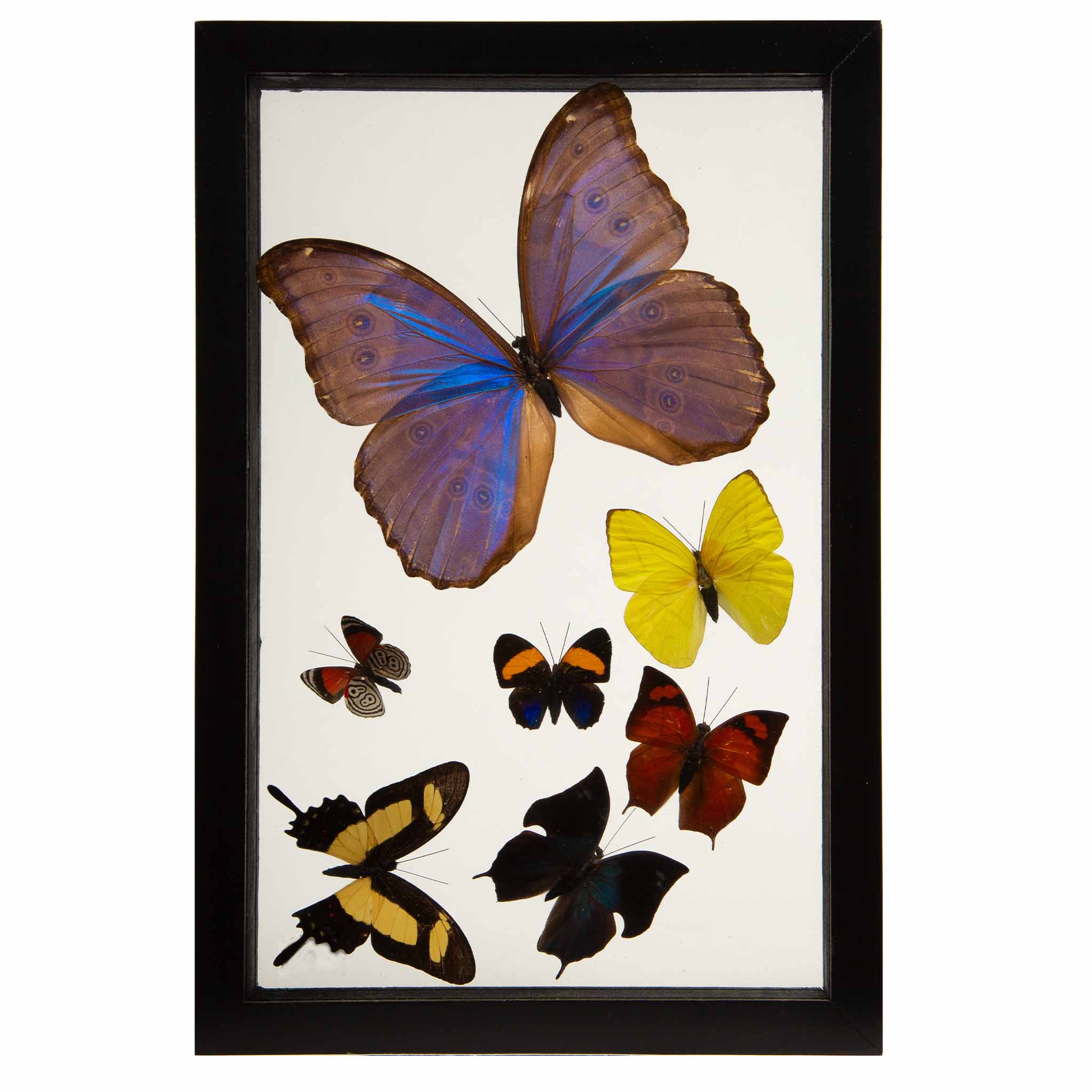 Framed Butterfly Swarm