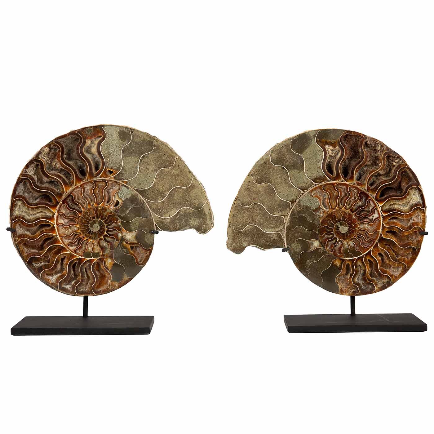 Ammonite Pair 8