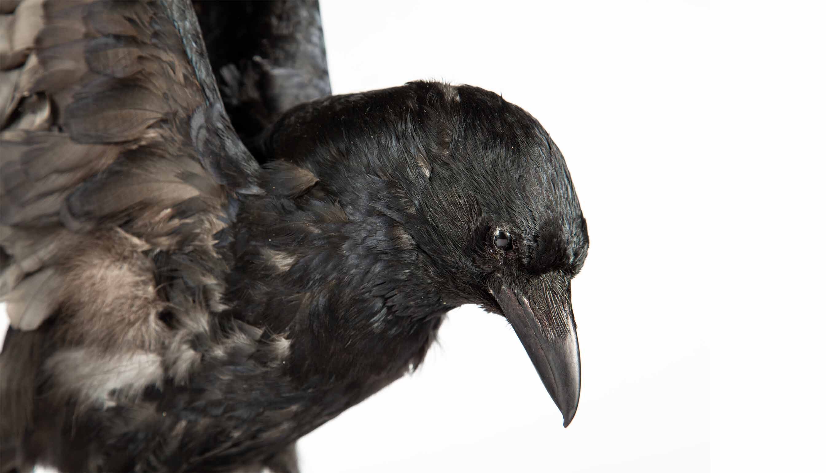Taxidermy Raven