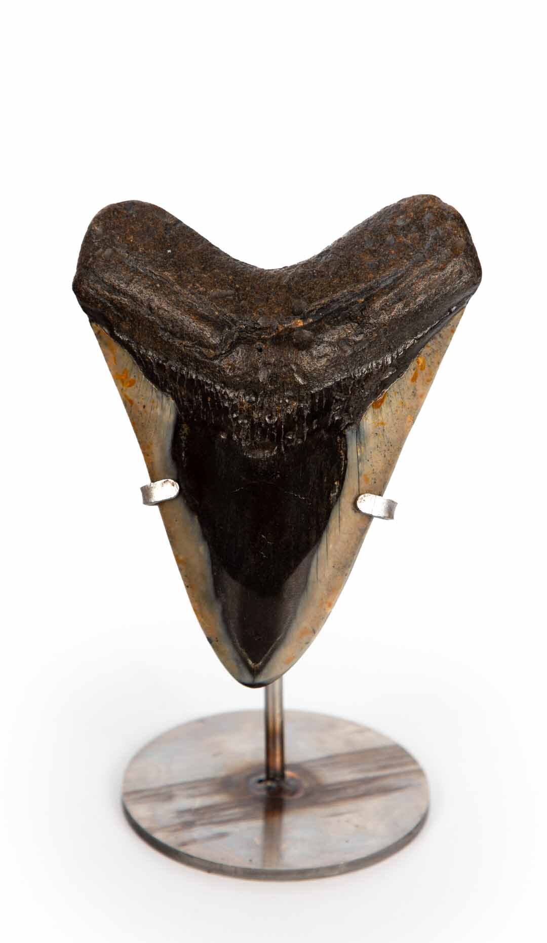 Mounted Megalodon Tooth